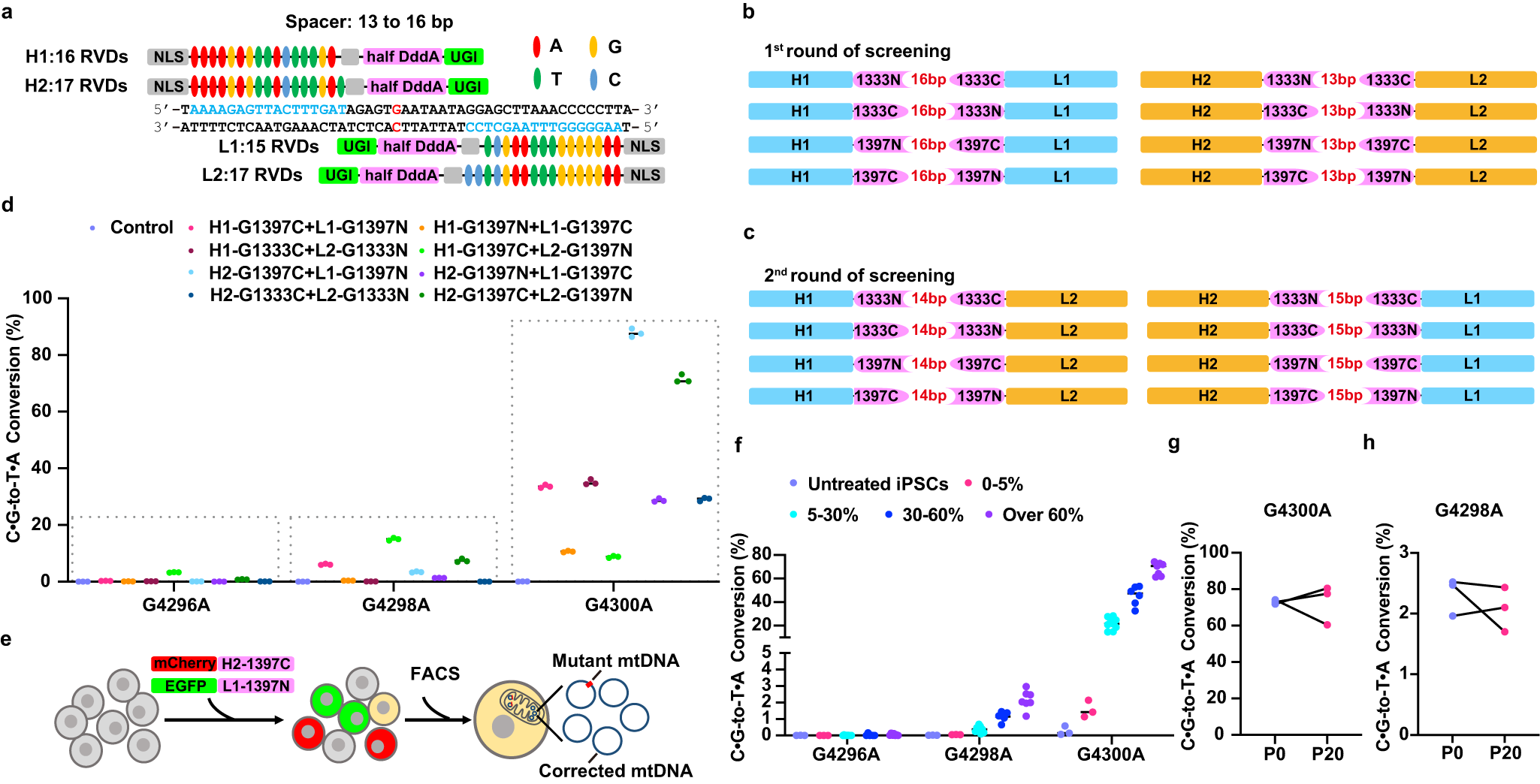 Fig. 2: Gene correction of m.A4300G mutation in m.A4300G-iPSCs via DdCBE.