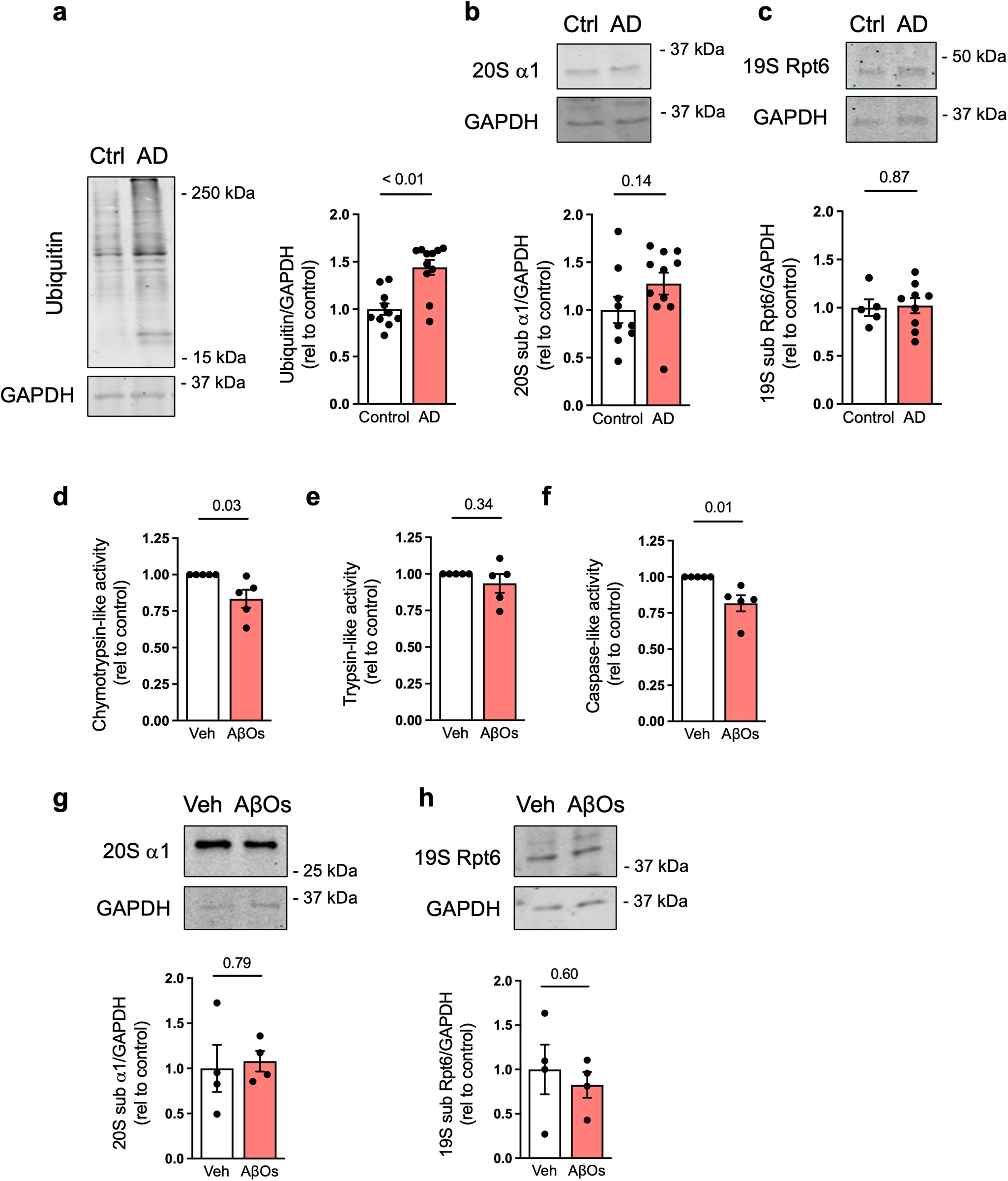 An abundance of free regulatory (19S) proteasome particles