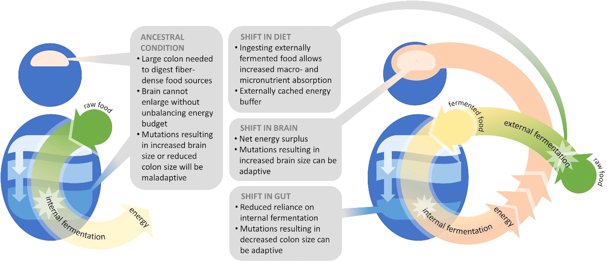 Fermentation technology as a driver of human brain expansion