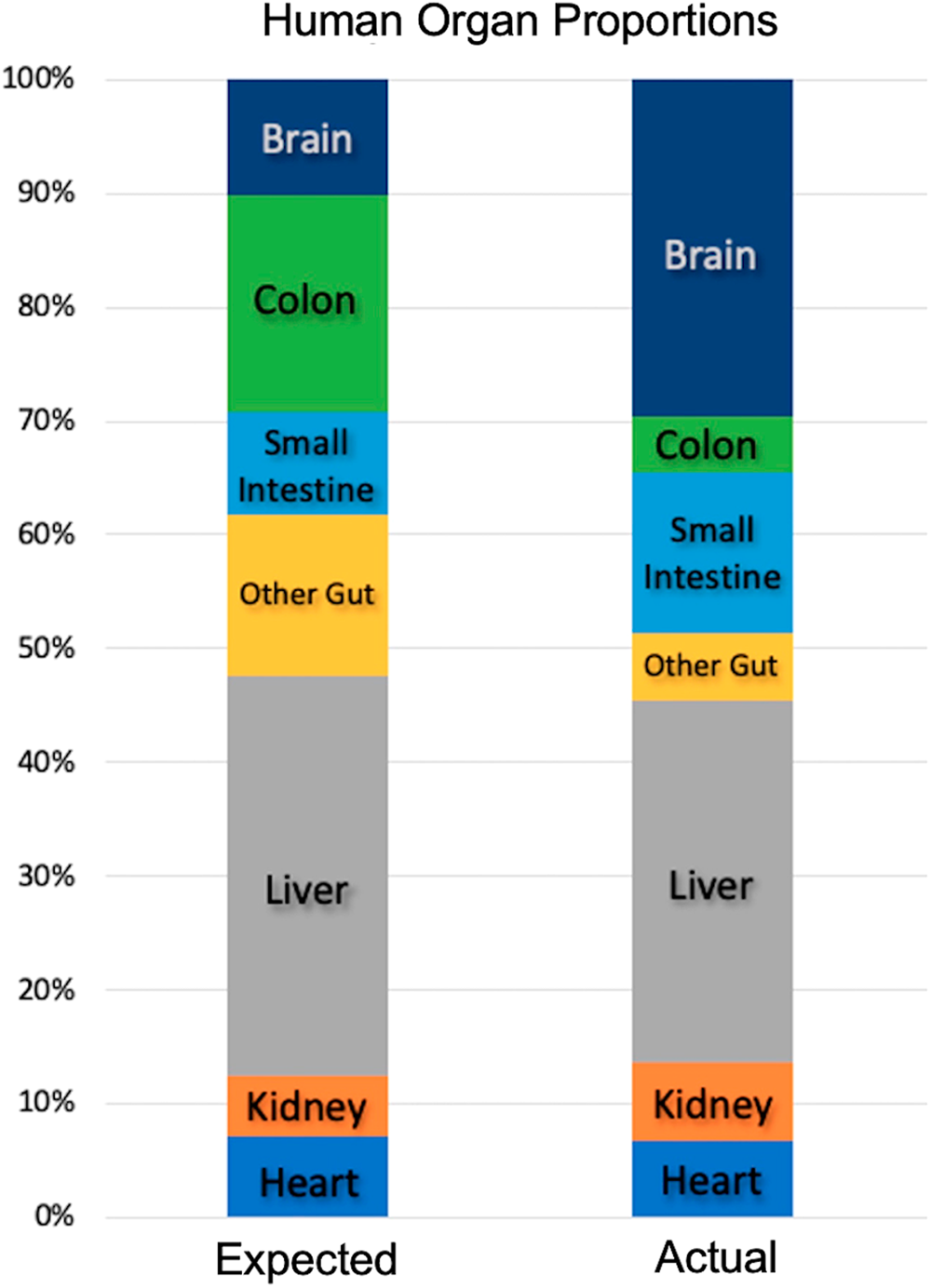 Fig. 2: Estimated proportions of major organs in a modern Western human.