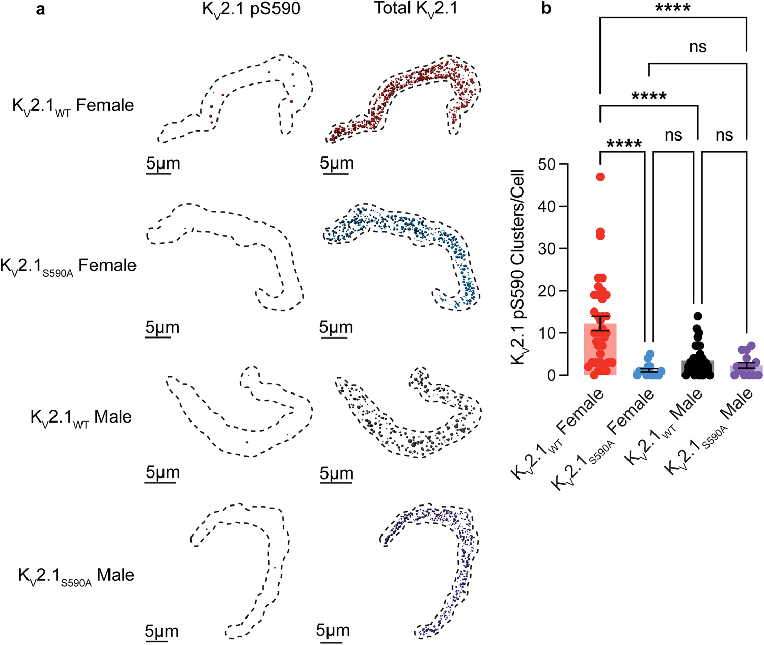 Fig. 3: KV2.1WT female myocytes exhibit more extensive KV2.1 pS590 phosphorylation than those from KV2.1WT males.