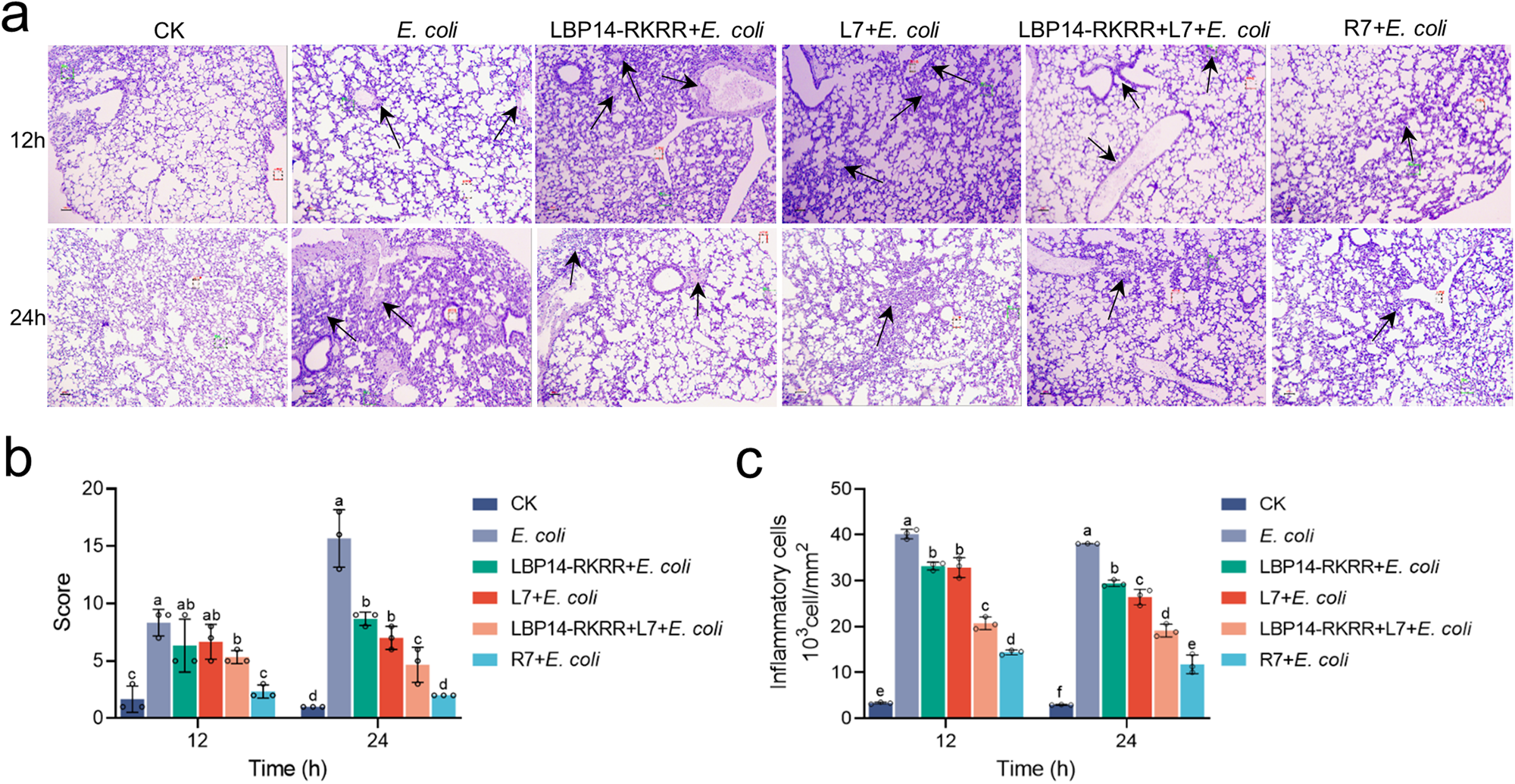 Fig. 6: Effects of cleavable chimeric peptide R7 on lung injury in mice.