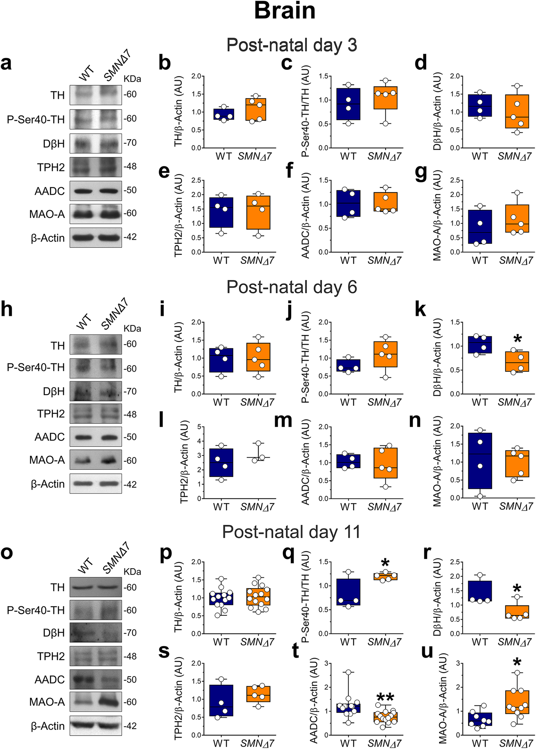 Fig. 5: Expression levels of monoamine-regulating enzymes in the brain of SMNΔ7 mice.