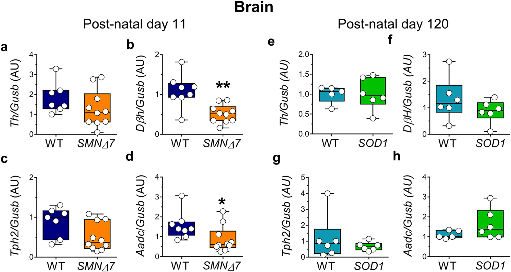 Fig. 6: Expression levels of the genes encoding monoamine-regulating enzymes in the brain of SMNΔ7 mice at post-natal day 11.