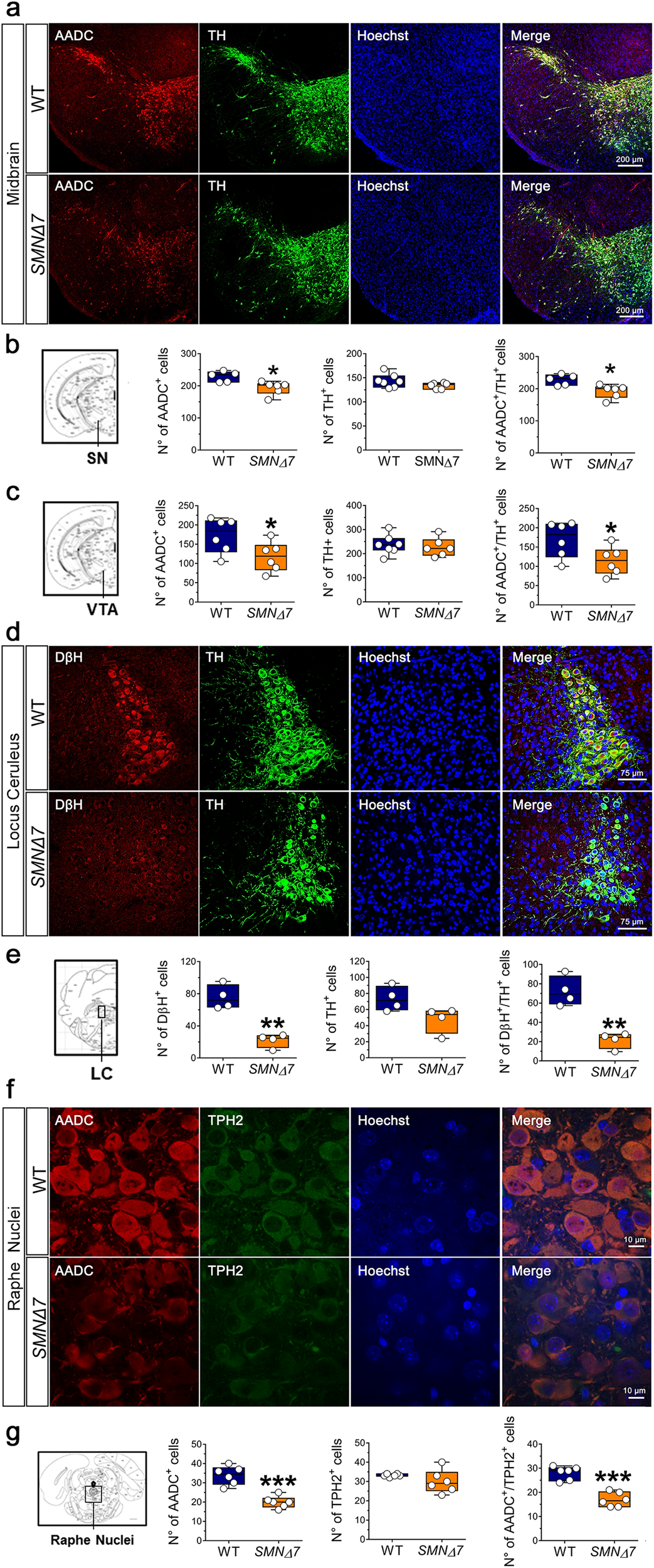 Fig. 7: Immunohistochemical analysis of monoamine-regulating enzymes in the brainstem monoaminergic nuclei of SMNΔ7 mice at post-natal day 11.