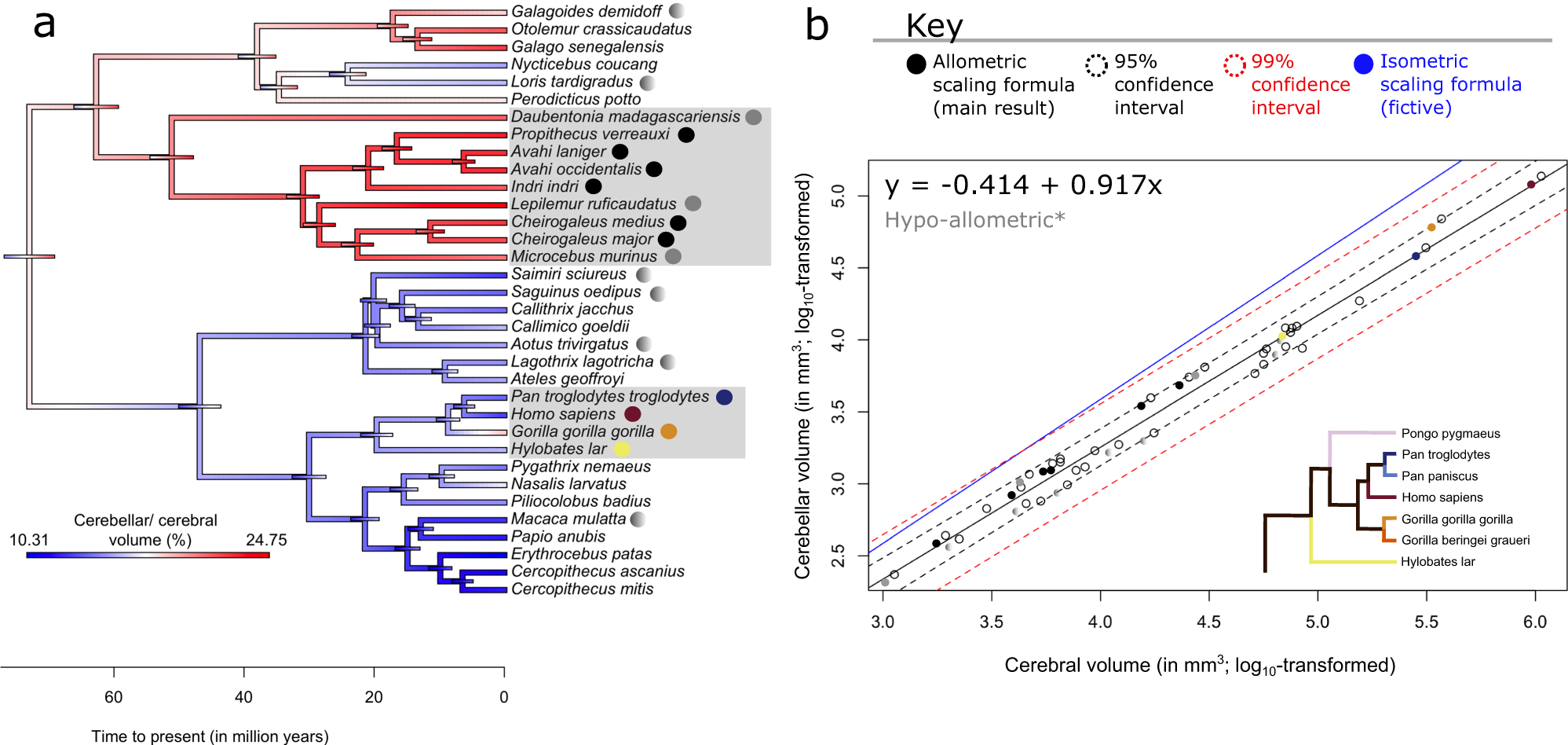 Fig. 6: Replication of allometric relationship between the cerebellum and cerebrum in the Stephan collection.