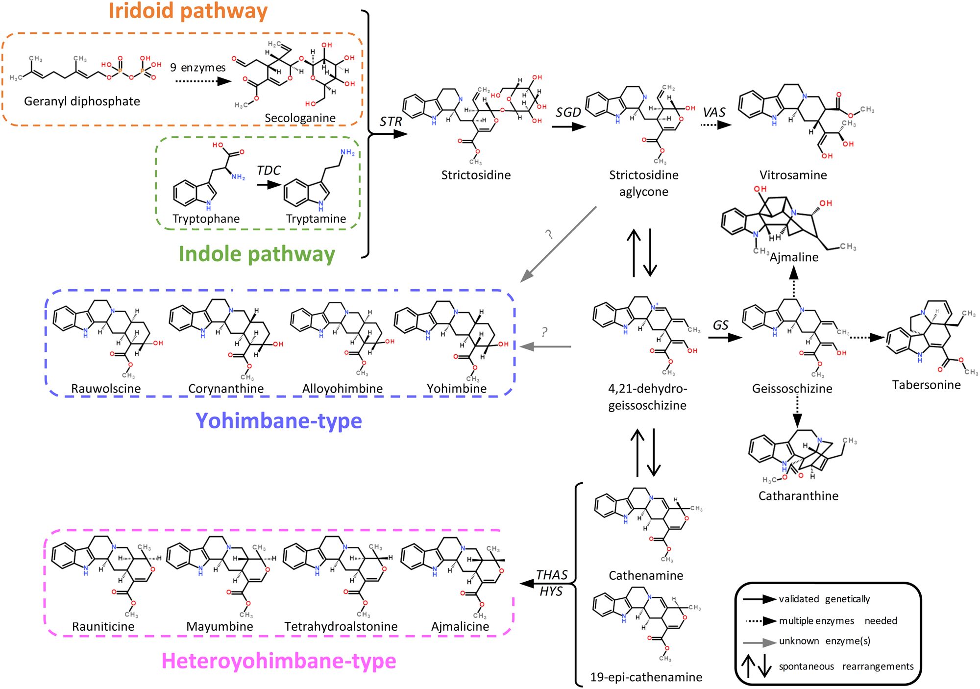 The Rauvolfia tetraphylla genome suggests multiple distinct biosynthetic  routes for yohimbane monoterpene indole alkaloids | Communications Biology