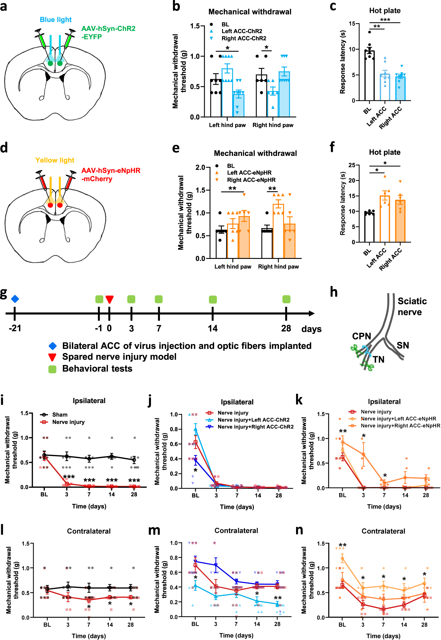 Fig. 7: Optogenetic activation of the ACC induced pain behavior in the contralateral hind paw in nerve-injured mice, whereas inhibition relieved pain.