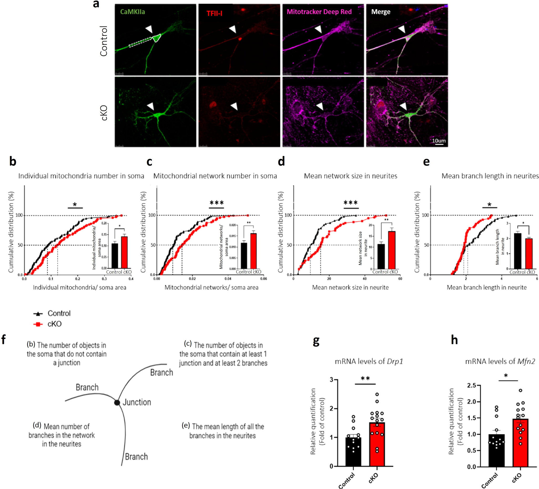Fig. 2: Mitochondrial network properties and morphology are altered in primary cortical cultures and whole cortex of cKO mice, as compared to controls.