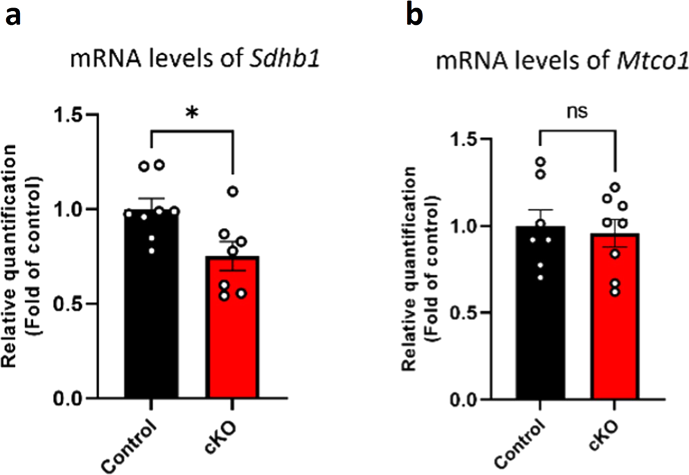 Fig. 3: Mitochondrial functional properties are altered in P1 whole cortex of cKO mice, as compared to controls.