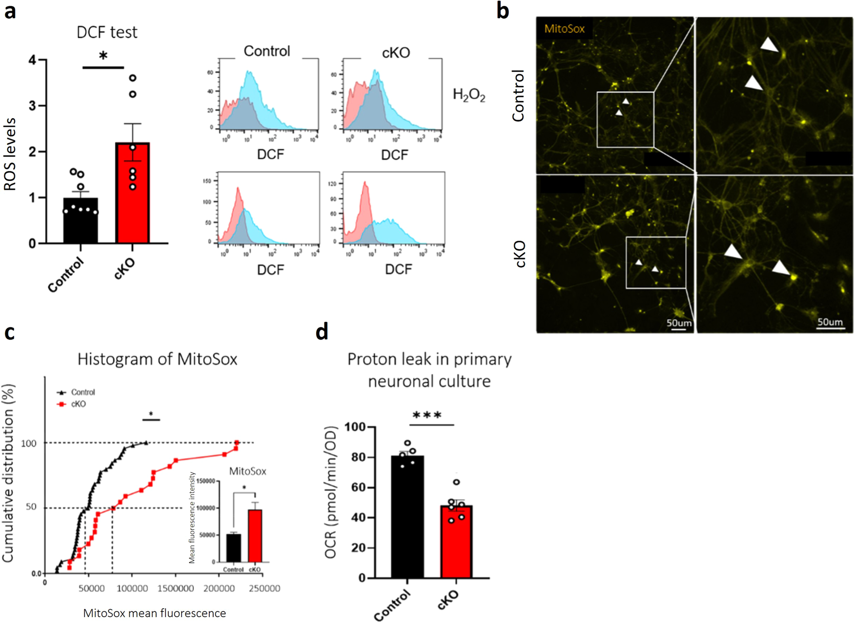 Fig. 4: ROS levels are higher in cKO mice than in controls.