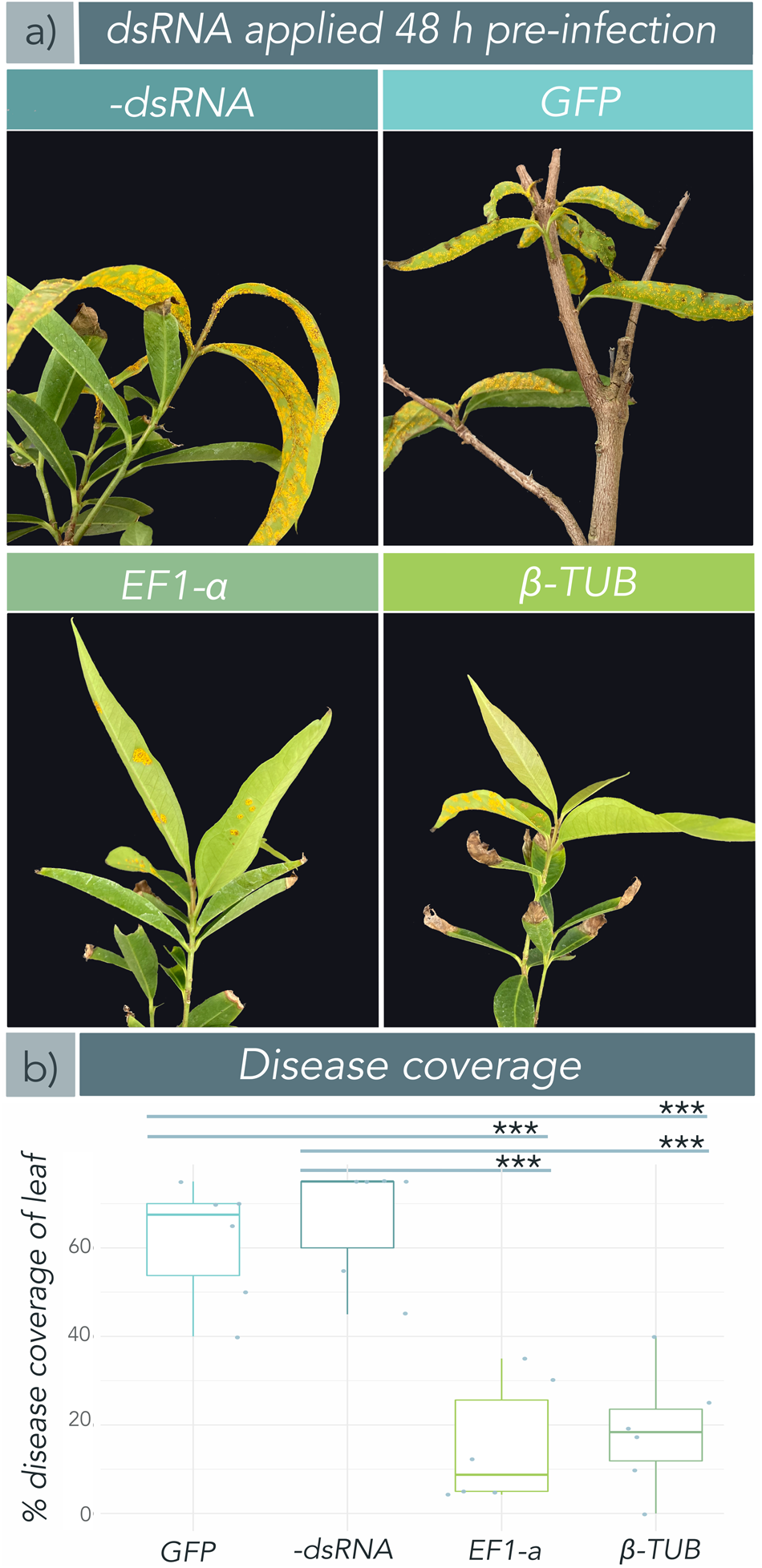 Double-stranded RNA prevents and cures infection by rust fungi |  Communications Biology