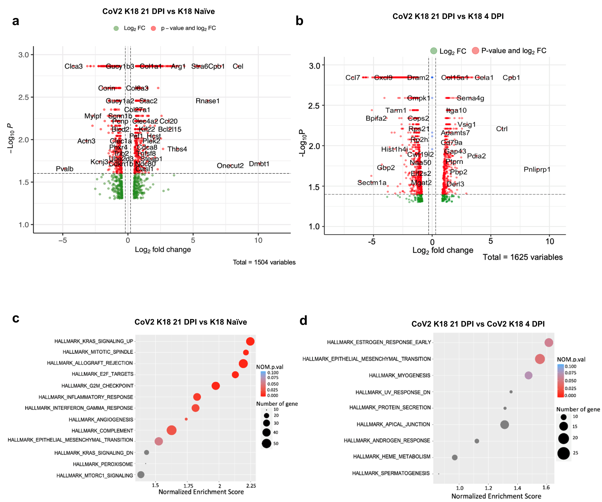 Fig. 2: Transcriptomic analysis of the lungs of K18 mice infected with SARS-CoV-2 at 21 DPI and without infection, and of K18 mice infected with SARS-CoV-2 at 4 DPI.