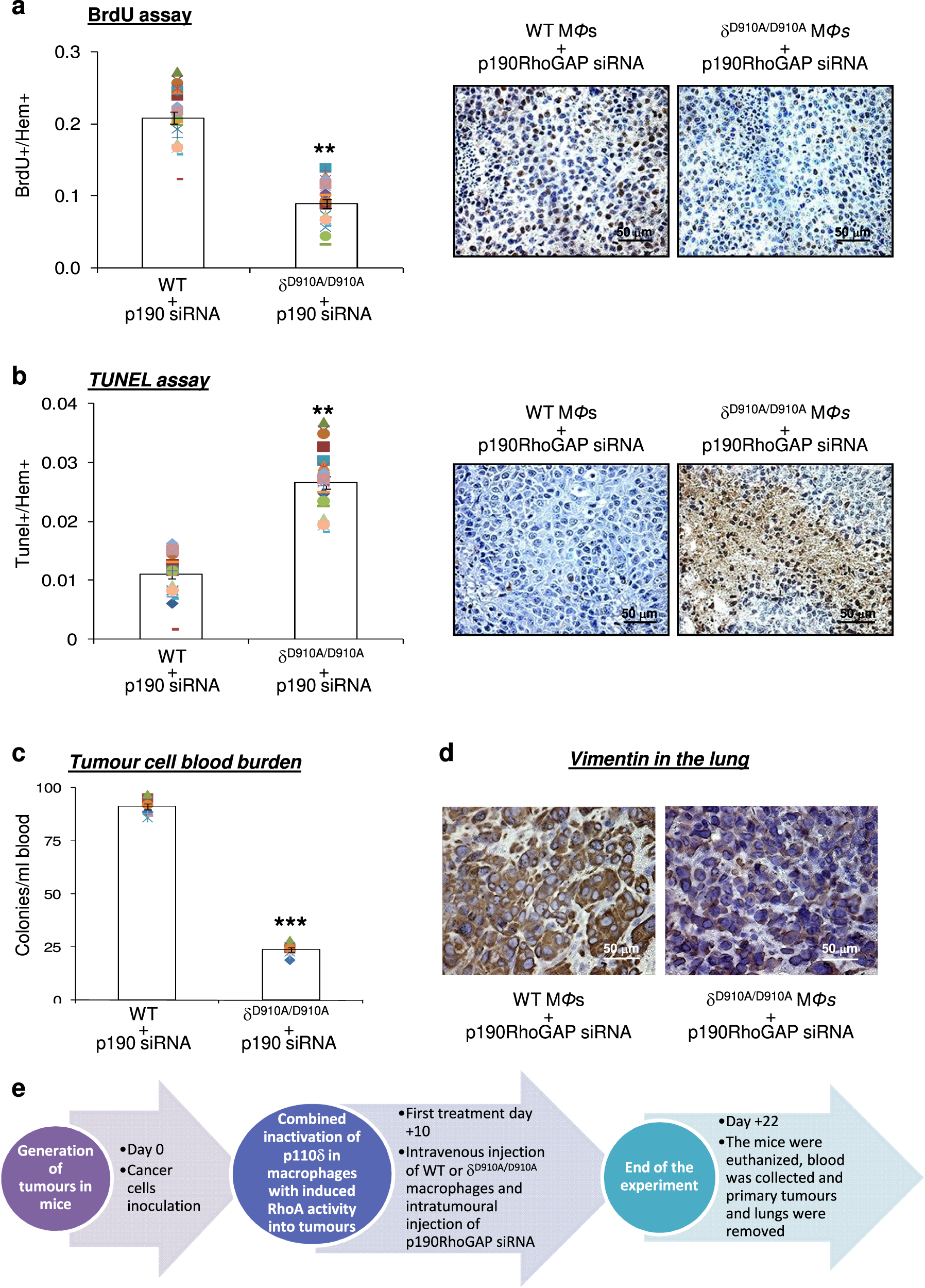 Fig. 3: The opposite targeting of p110δ and RhoA strongly affects the proliferation, apoptosis and metastasis of melanoma tumour cells.