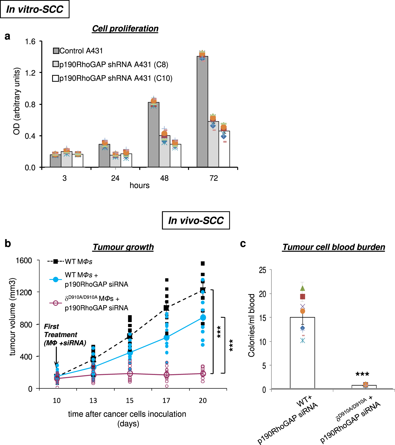 Fig. 5: A431 SCC tumour growth and metastasis are abolished by the opposite targeting of p110δ and RhoA.