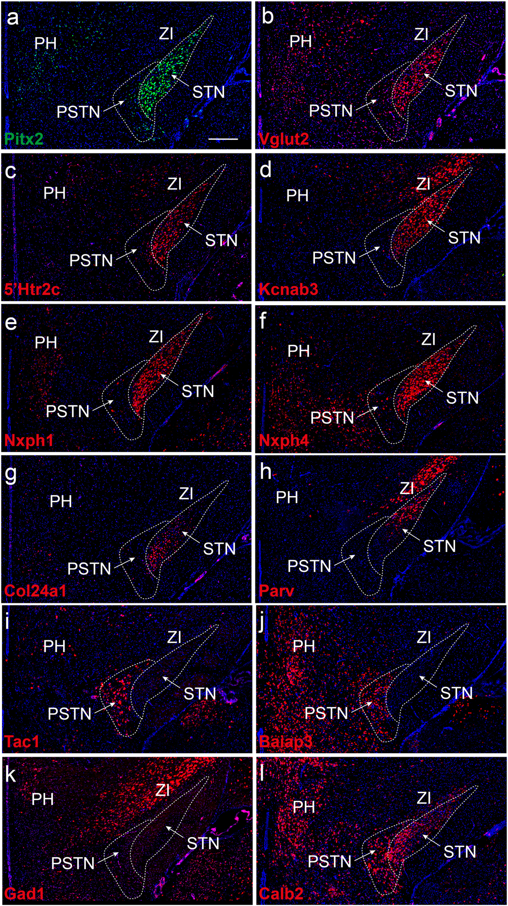 Fig. 2: Molecular heterogeneity of mouse STN as revealed by single nucleotide transcriptomics followed through with spatial mRNA mapping.