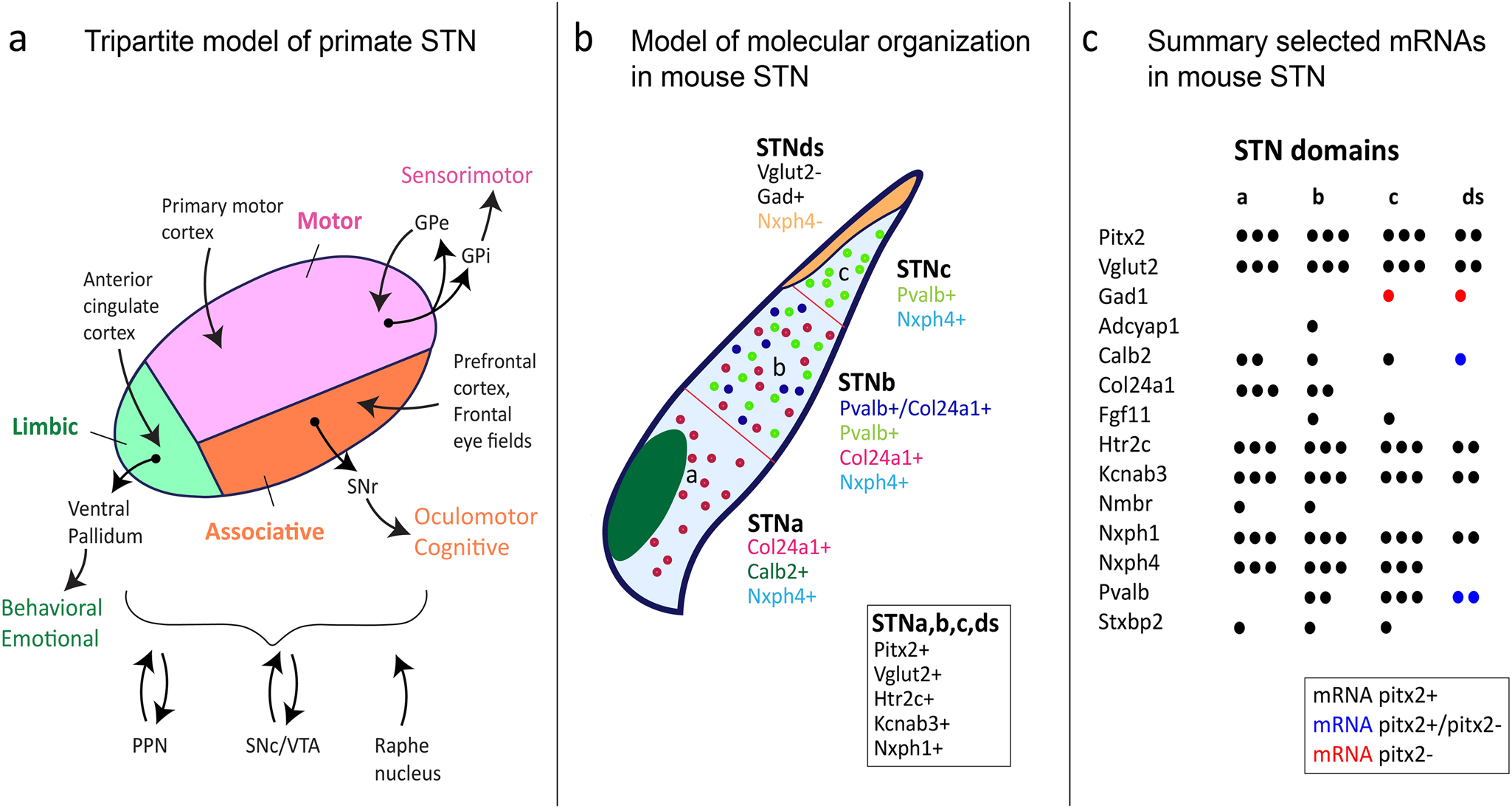 Fig. 3: Tripartite model of primate STN presented next to a recent model of molecular organization within mouse STN.