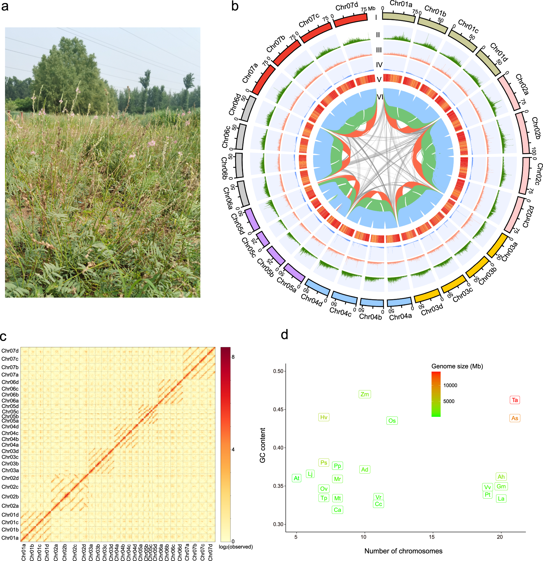 Fig. 1: Distribution of genomic features within the genome assembly of O. viciifolia.
