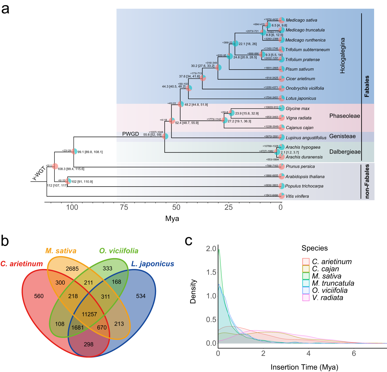 Fig. 2: Gene family and phylogenetic tree of O. viciifolia and selected species.