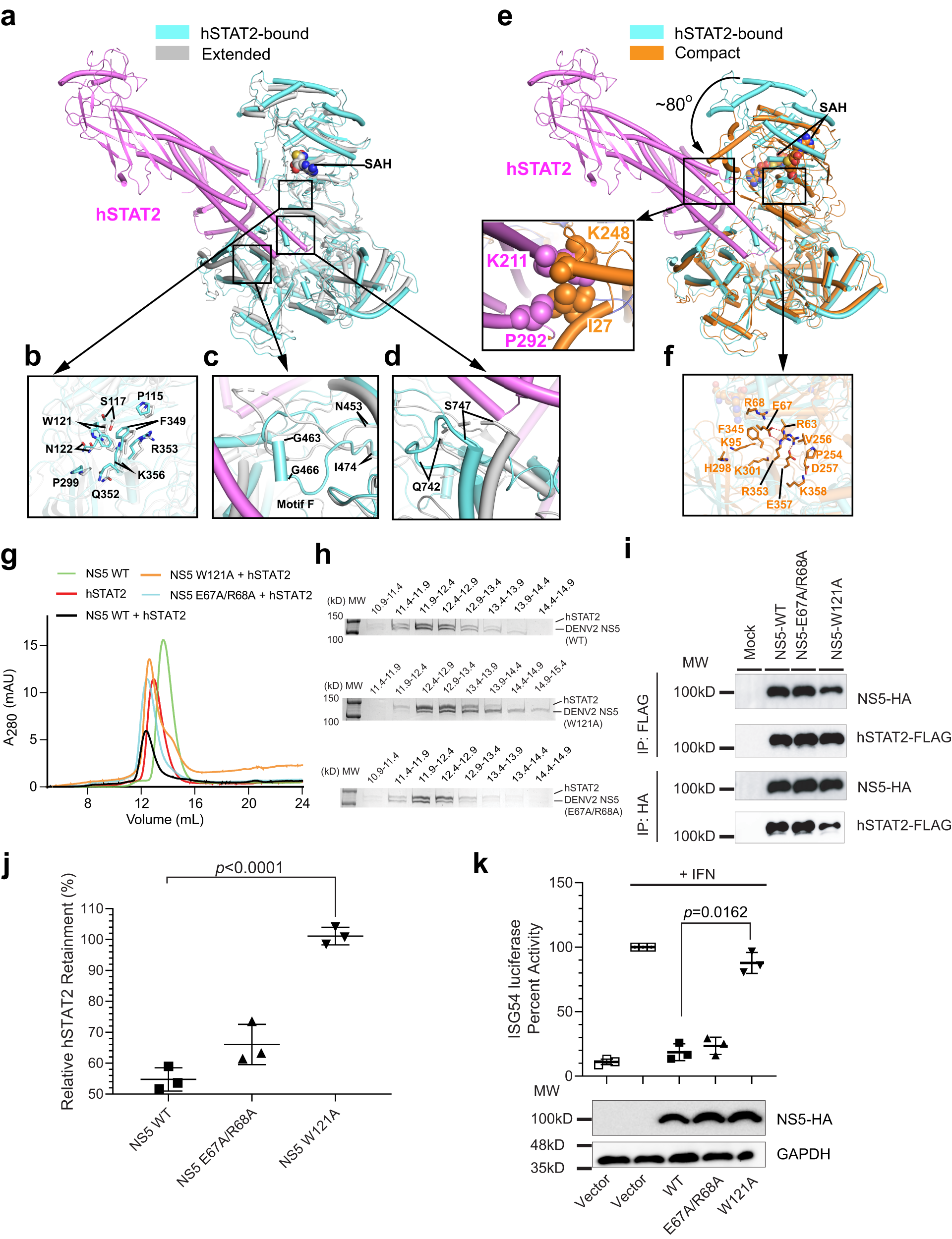 Fig. 3: Conformational selection of DENV2 NS5 in the NS5–hSTAT2 interaction.