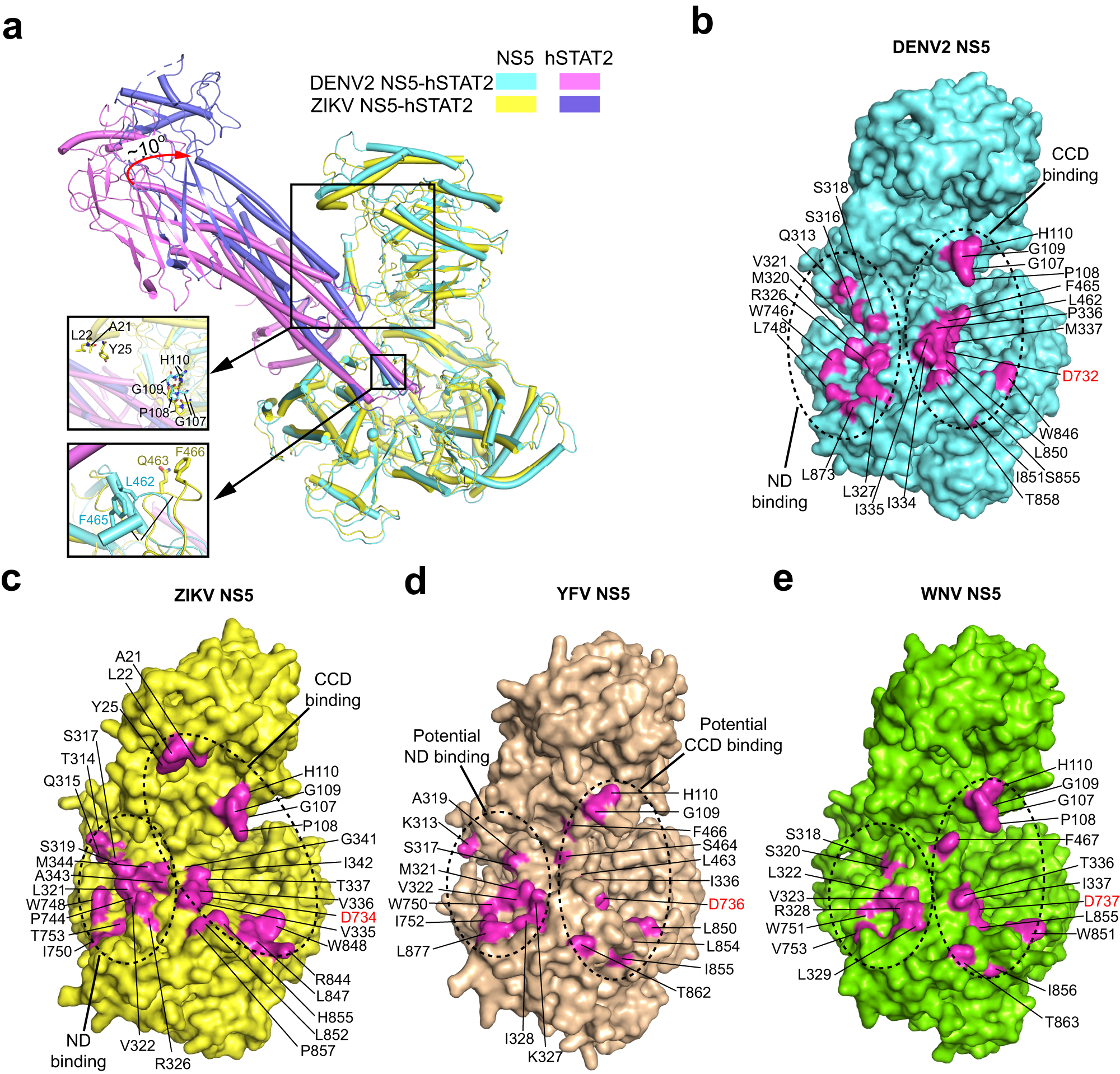 Fig. 4: Molecular basis for the species-specific flavivirus NS5–hSTAT2 binding.