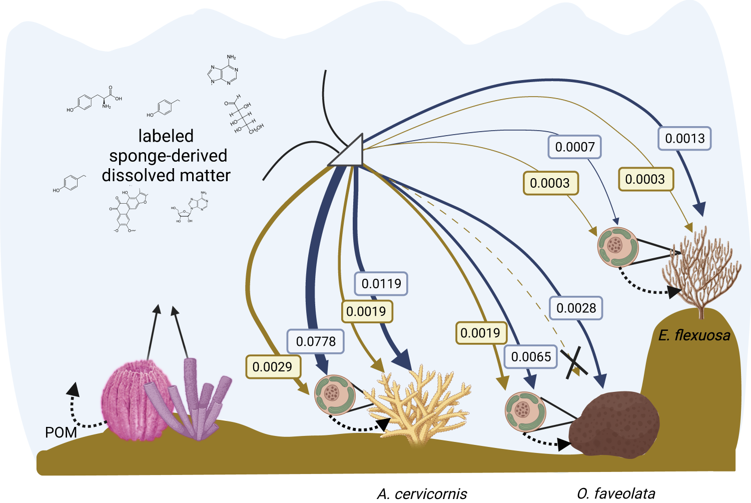 Fig. 4: Conceptualization of the incorporation of sponge-derived compounds by three coral host species and their associated Symbiodiniaceae.