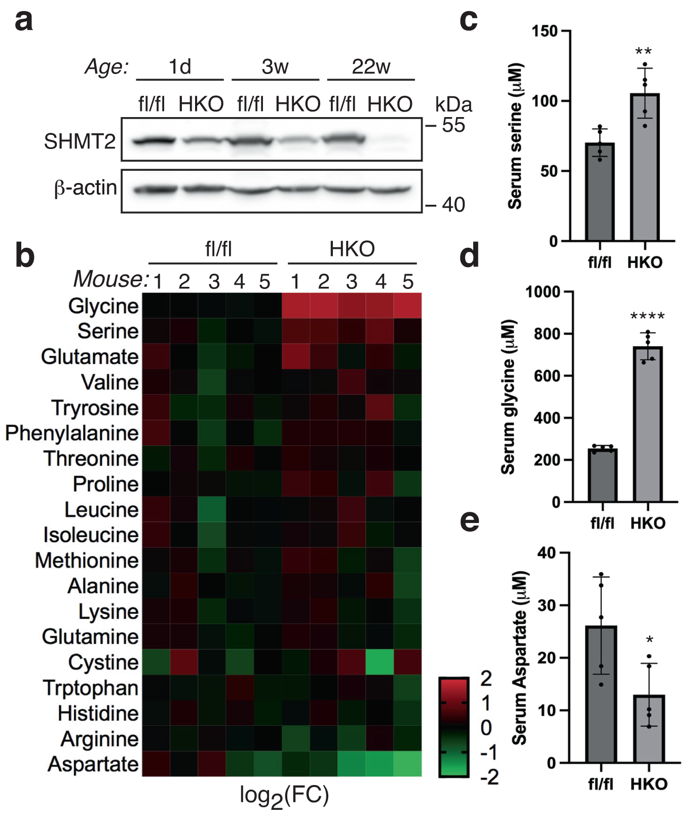 SHMT2 reduces fatty liver but is necessary for liver inflammation and  fibrosis in mice