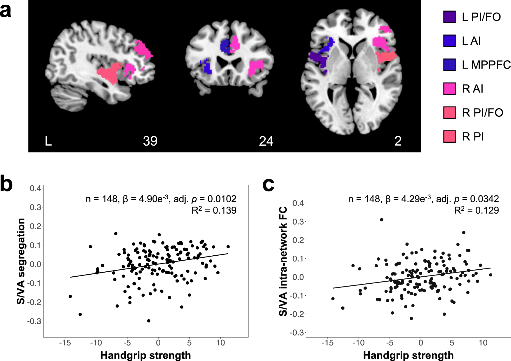 Brain neural connections research