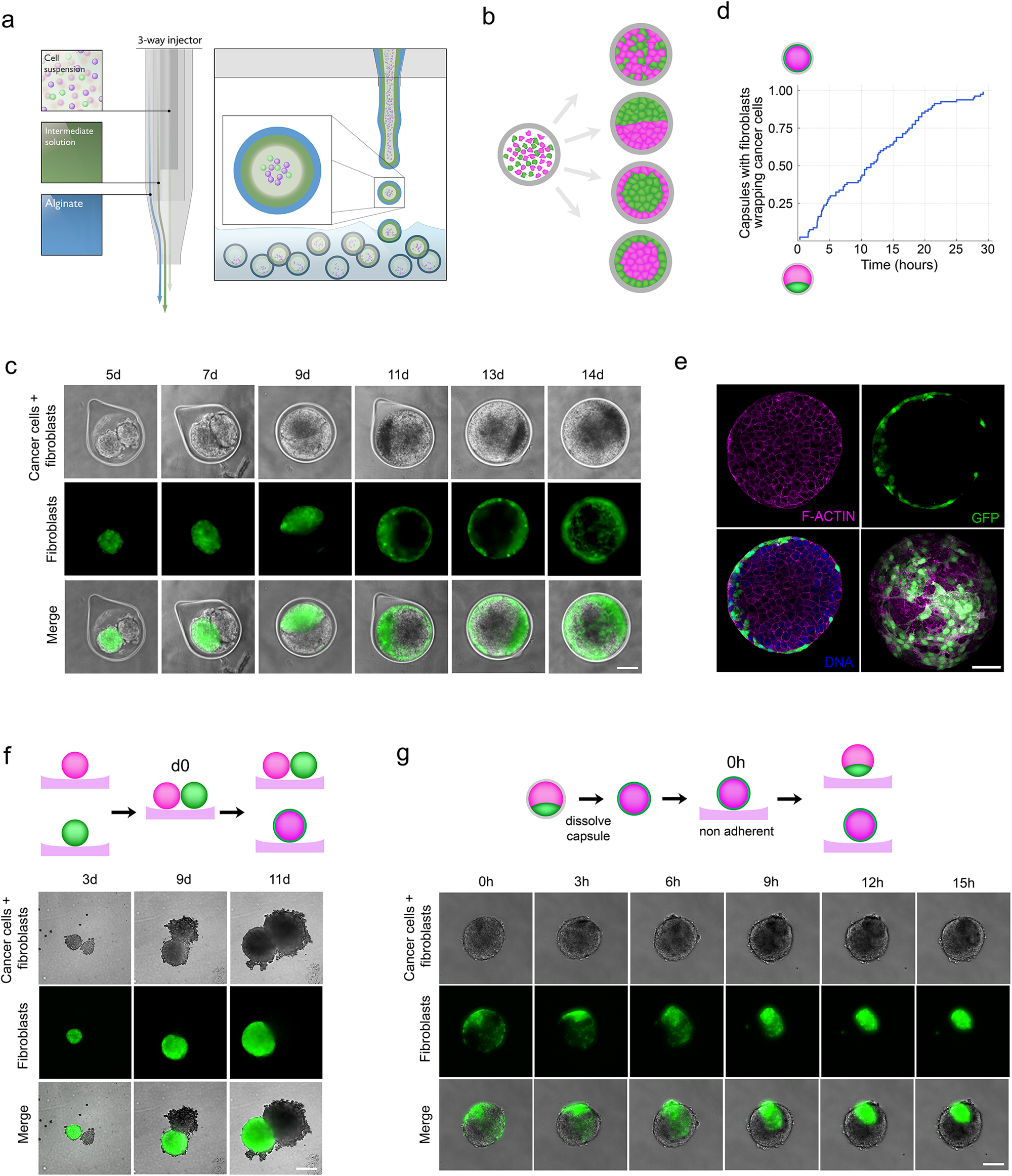 Fig. 1: Fibroblasts envelop cancer cells under confinement.