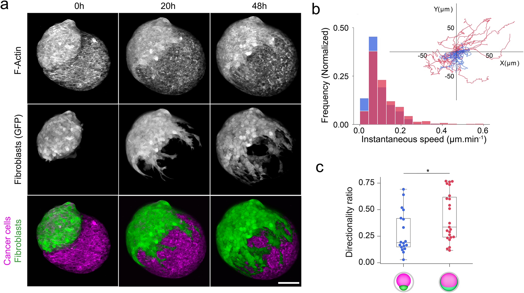Fig. 2: Confinement does not increase cell migration of fibroblasts.