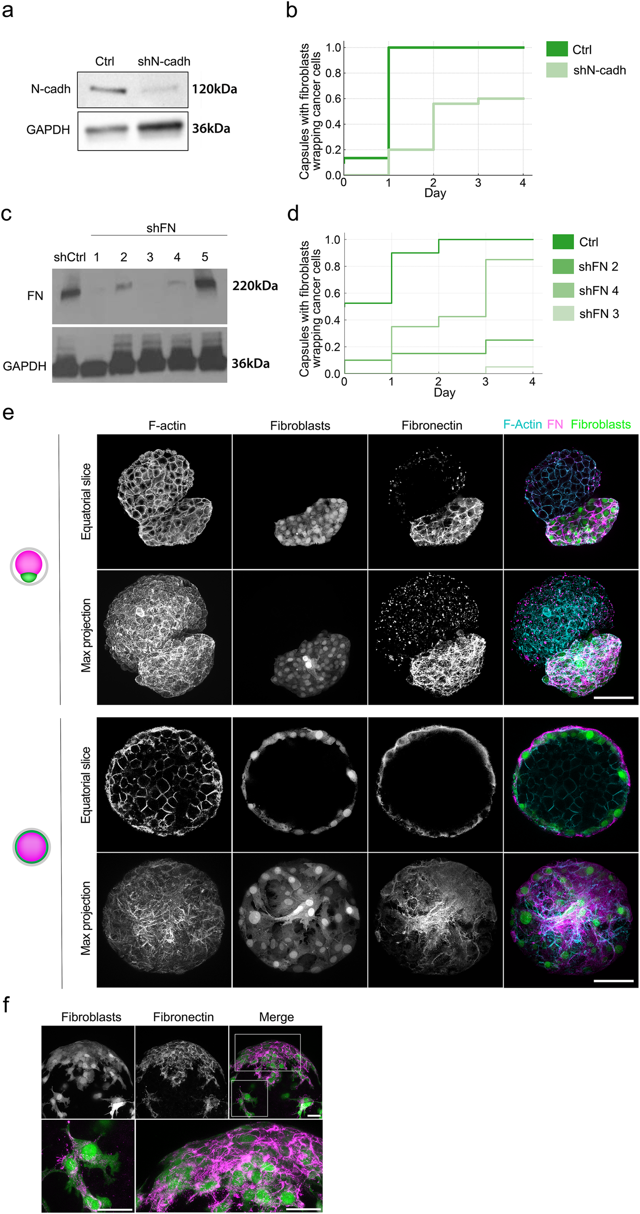 Fig. 3: Cell–cell and cell–matrix adhesions are required for fibroblast spreading.