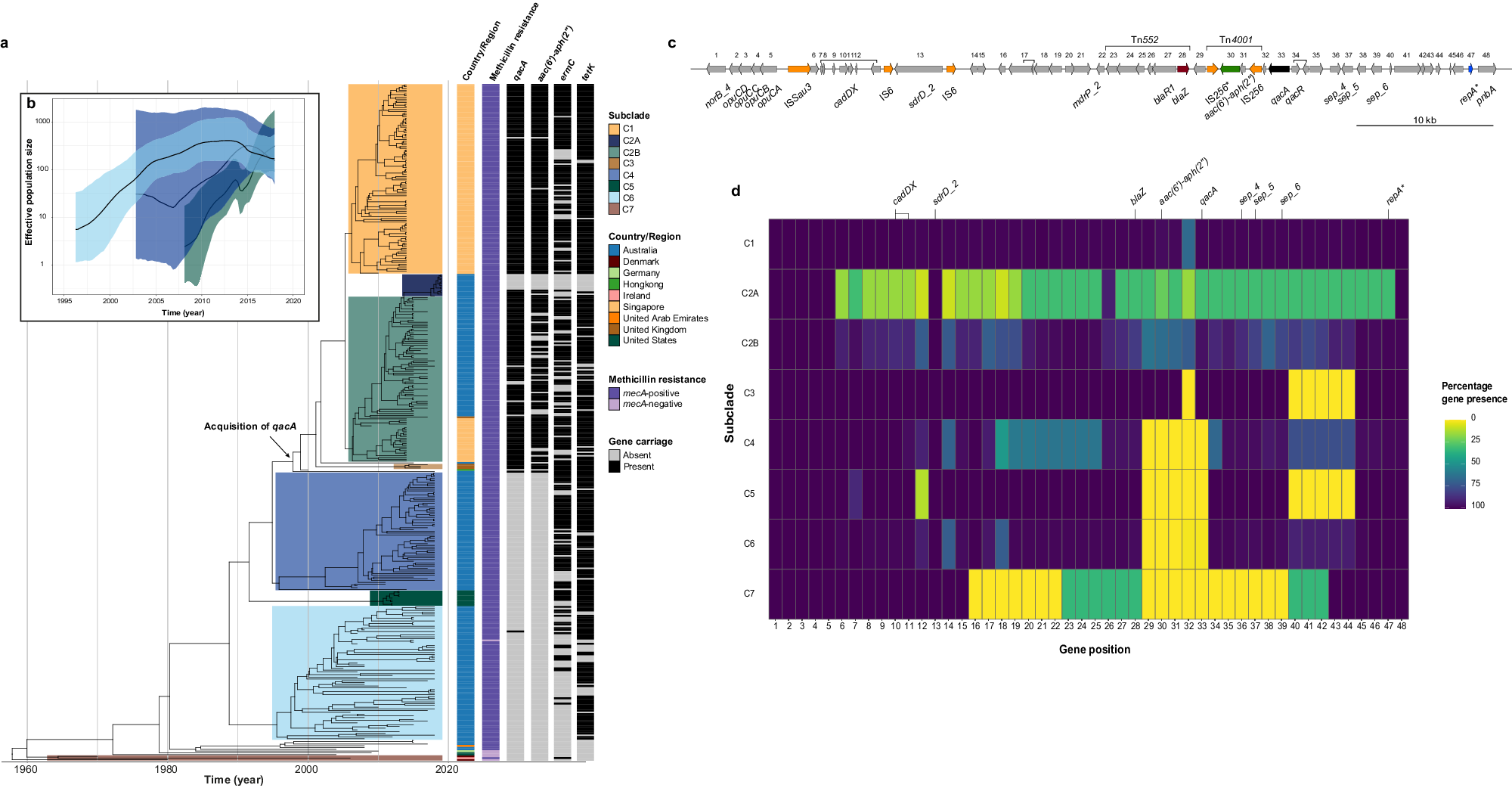 Fig. 2: Evolutionary history of qacA-harbouring ST45 MRSA.