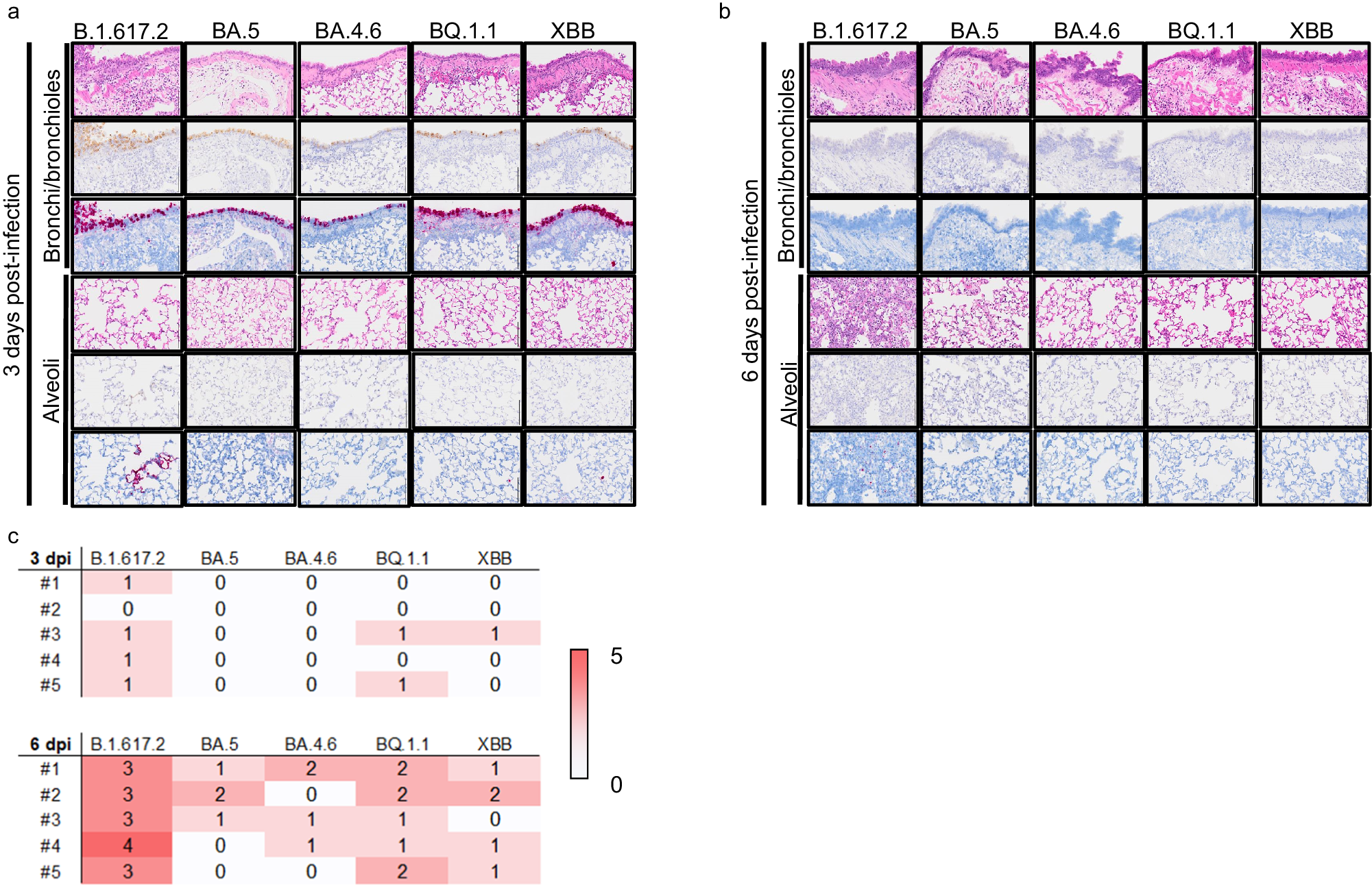 Fig. 3: Histopathological findings in wild-type hamsters infected with Omicron subvariants.