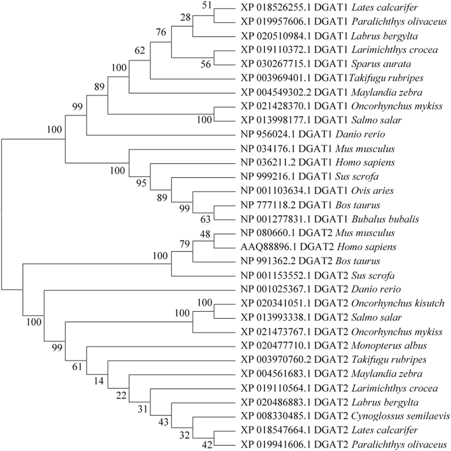 Fig. 2: Phylogenetic tree of DGAT1 and DGAT2 in large yellow croaker and rainbow trout.