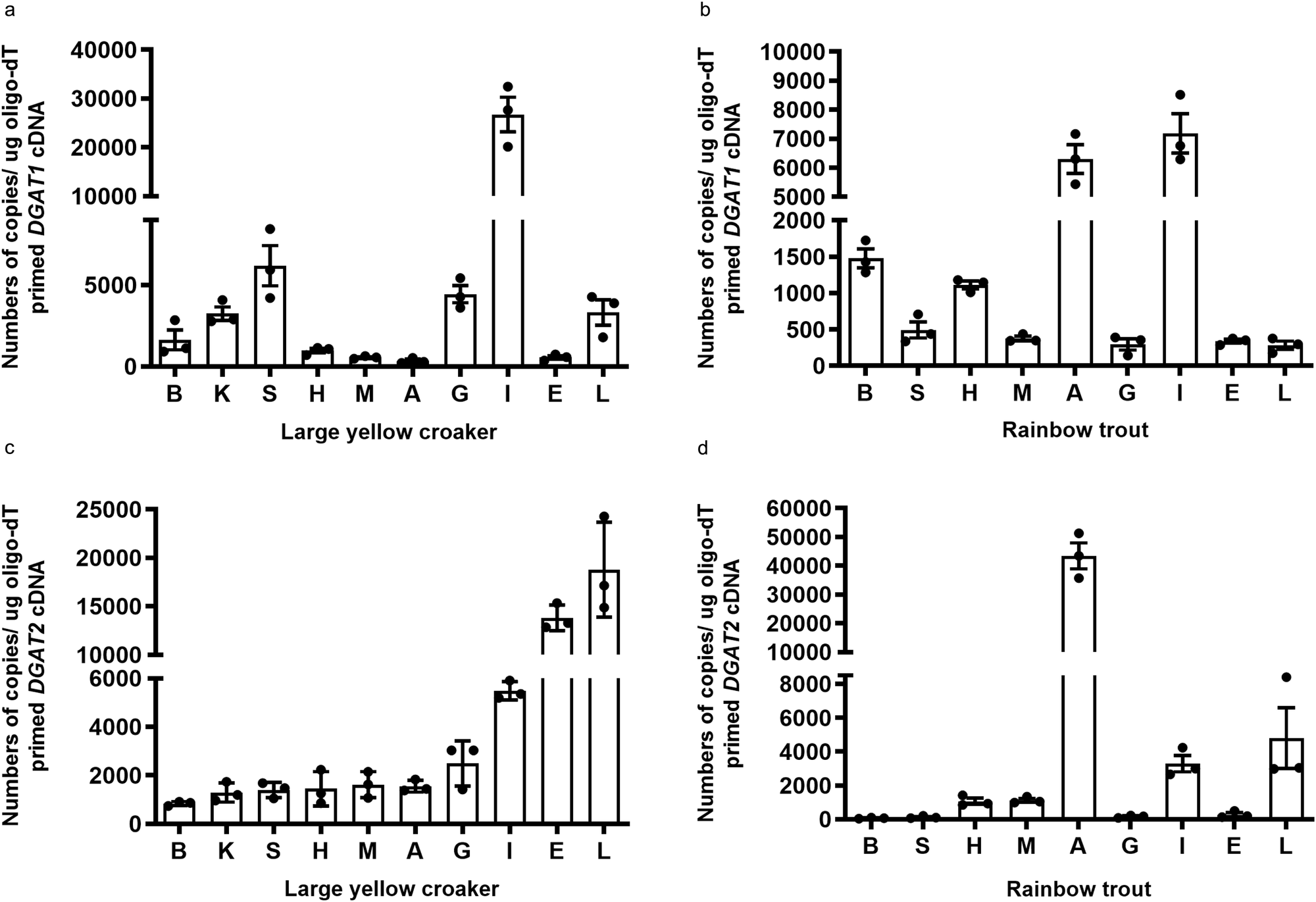 Fig. 3: Tissue distribution of DGAT1 and DGAT2 in large yellow croaker and rainbow trout.