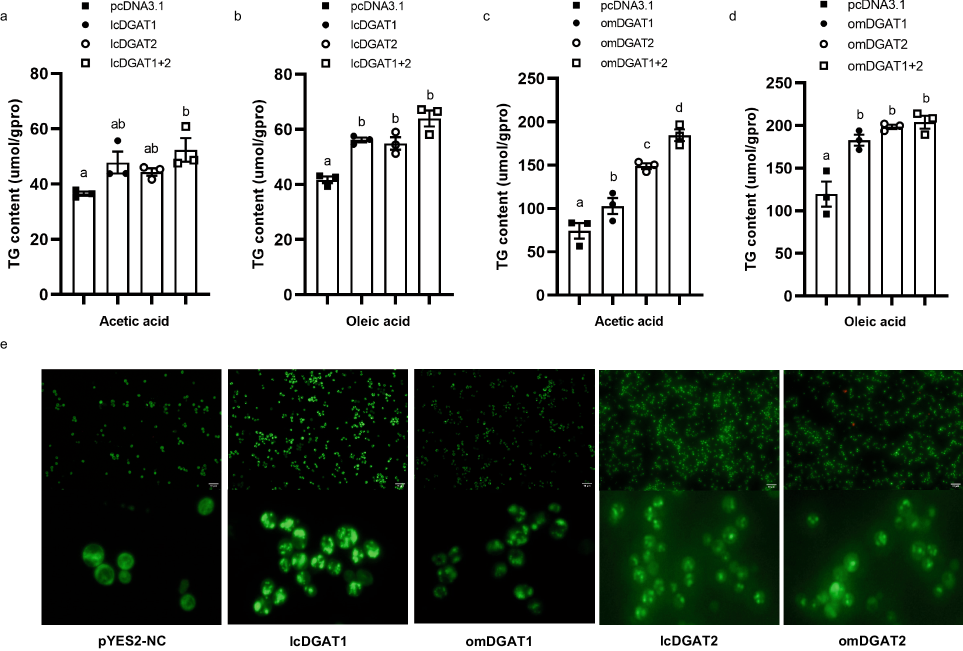 Fig. 4: Functional characterization of large yellow croaker (lcDGATs) and rainbow trout (omDGATs) DGATs in HEK-293T cells and yeast H1246 cells.