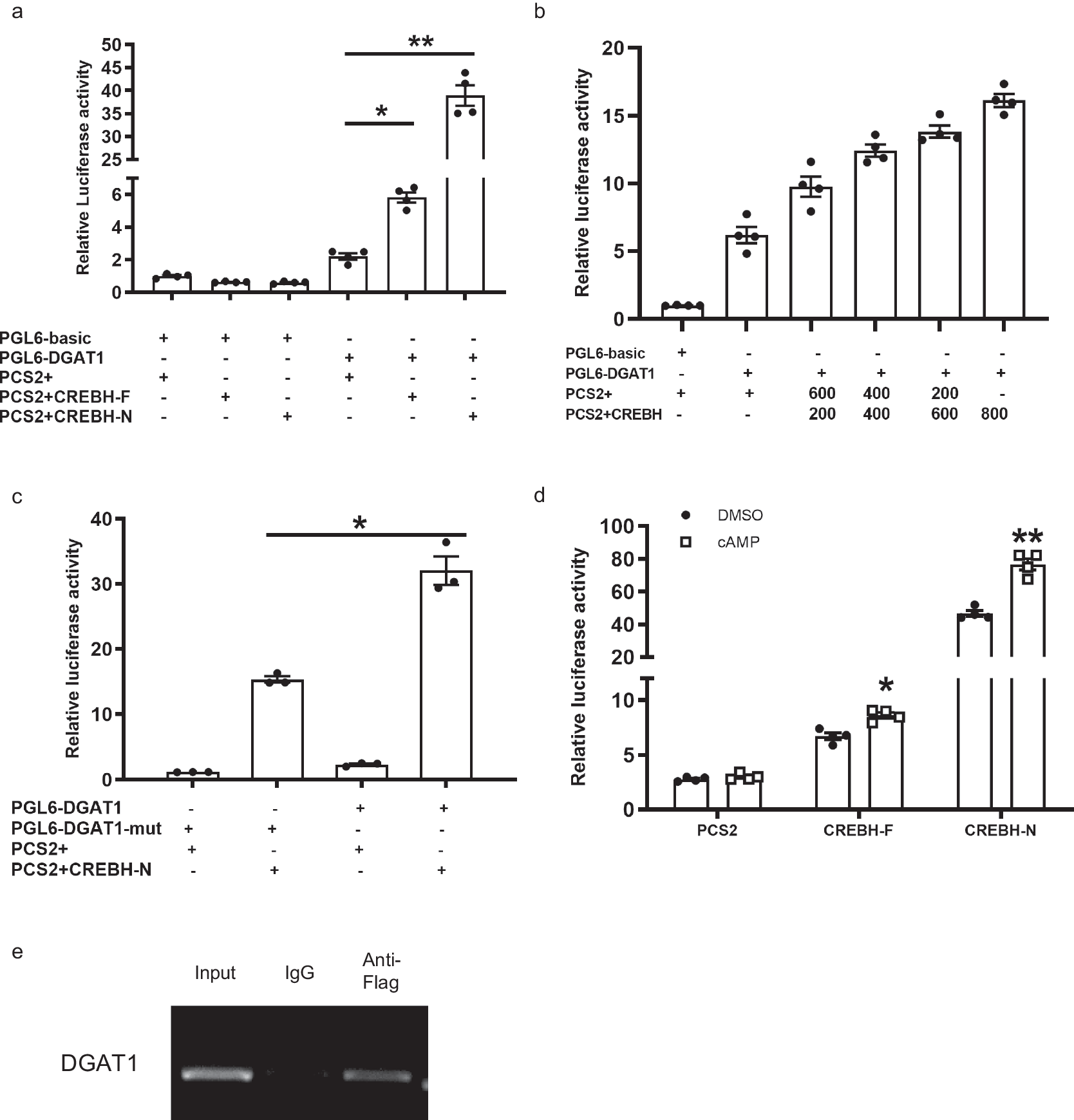 Fig. 7: CREBH directly regulated the DGAT1 promoter in large yellow croaker.