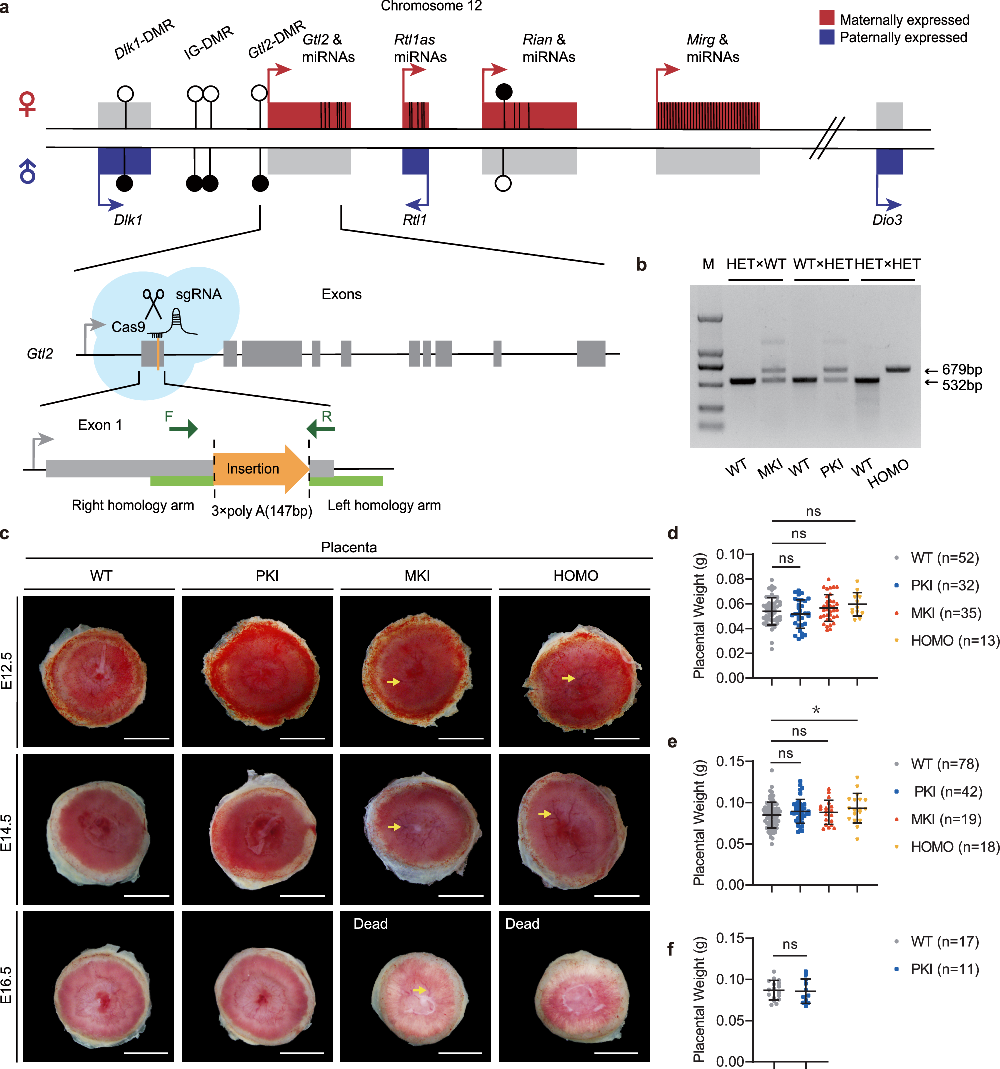 Fig. 1: Establish Gtl2 polyA knock-in mouse model and analyze placental weights.