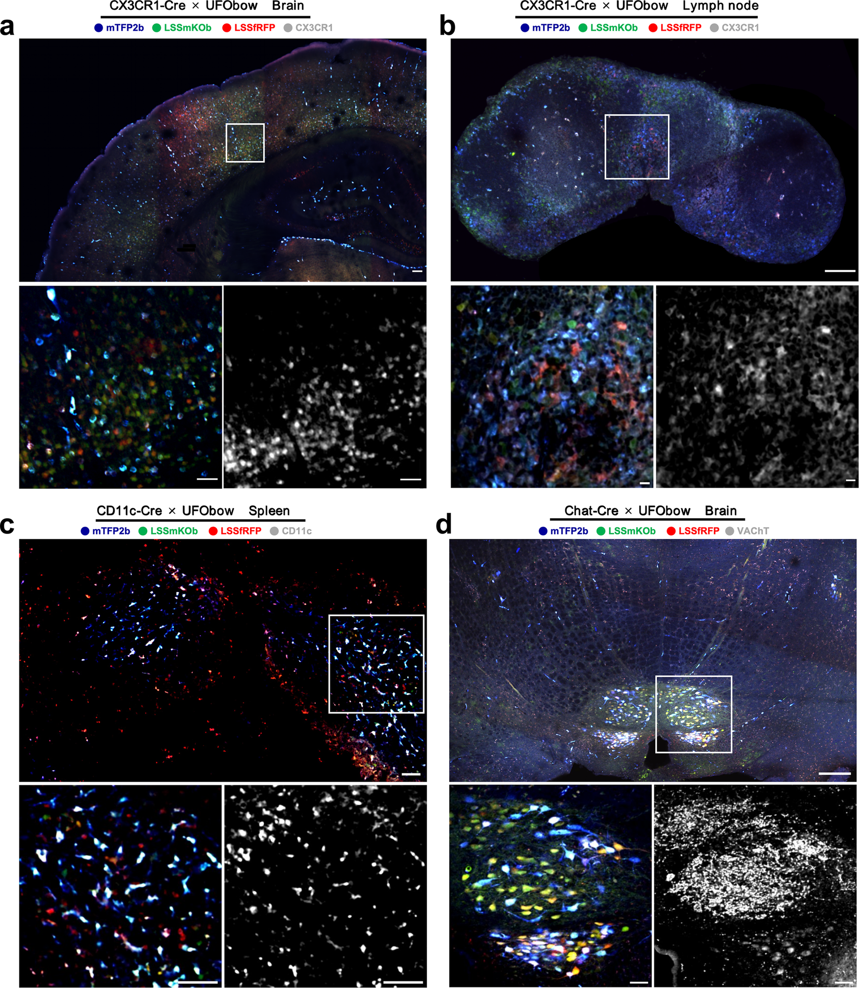 Fig. 3: Multicolor imaging of specific types of cells in different tissues of transgenic mice co-expressing UFObow and Cre.