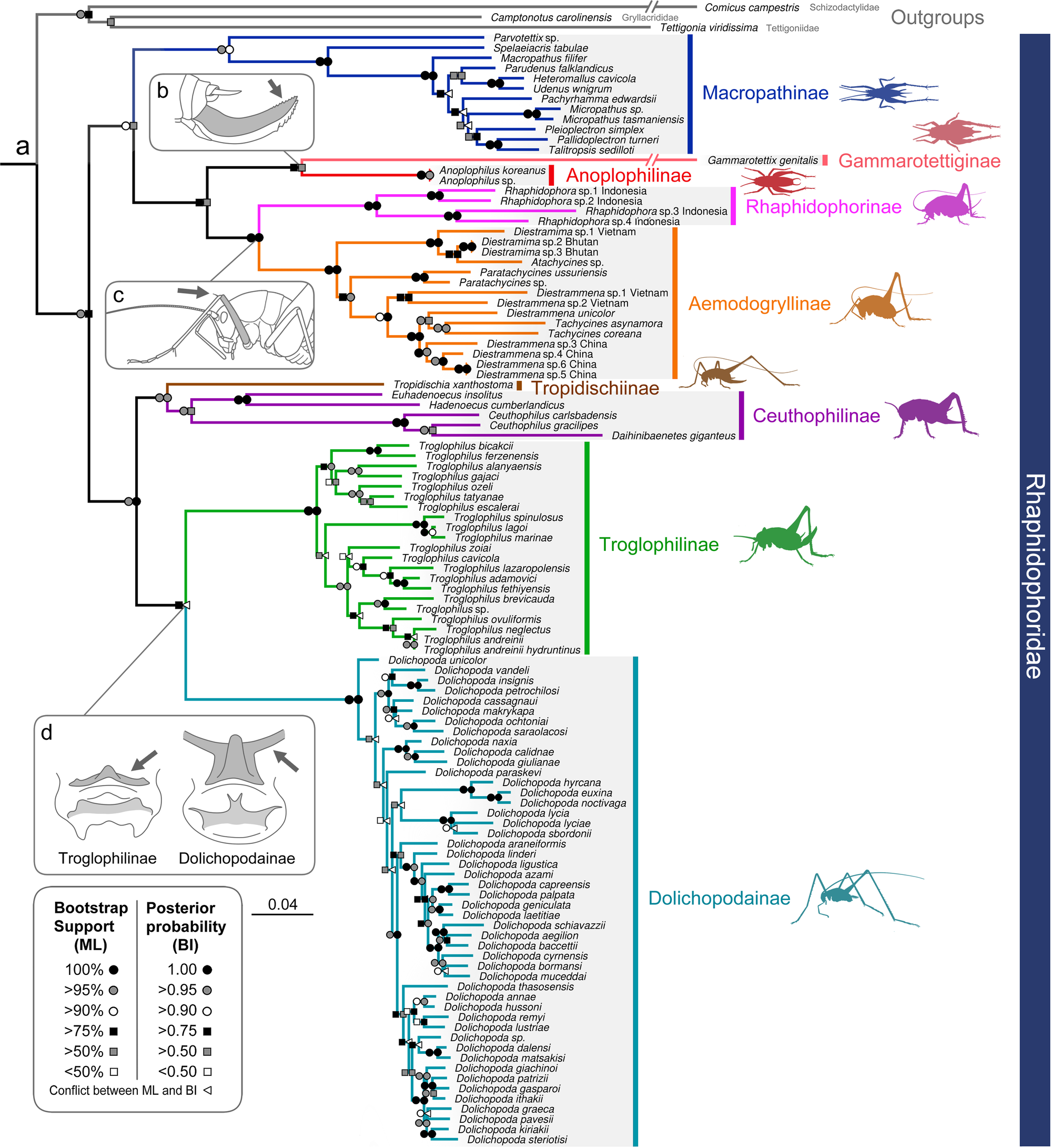 Fig. 2: Molecular phylogeny of Rhaphidophoridae within the all extant subfamily and morphological synapomorphies supporting relationships.