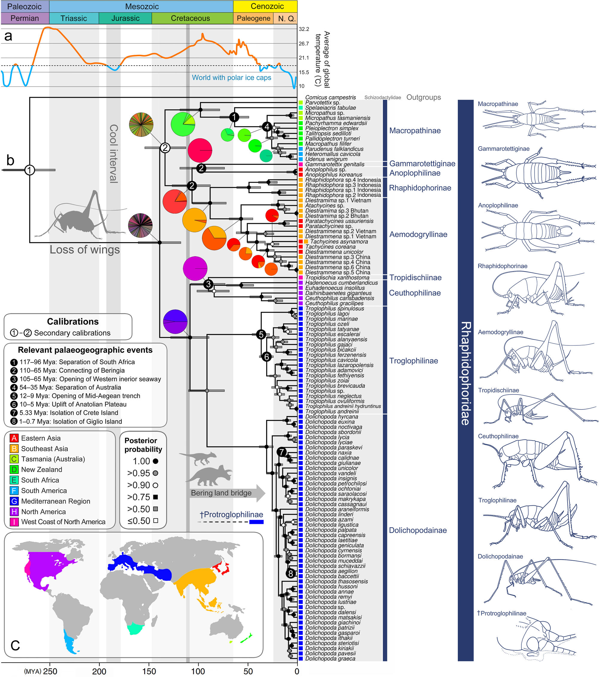 Fig. 3: Dated phylogeny with biogeography and prehistoric events.