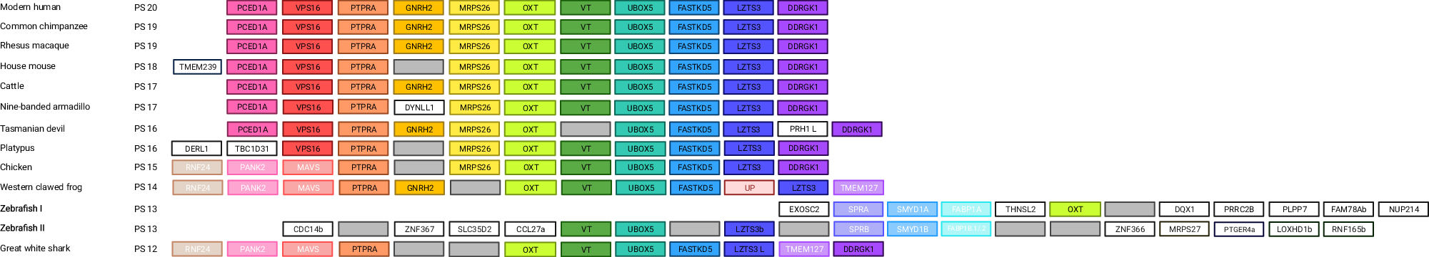 Fig. 2: Microsynteny for OXT across PS 20–12.