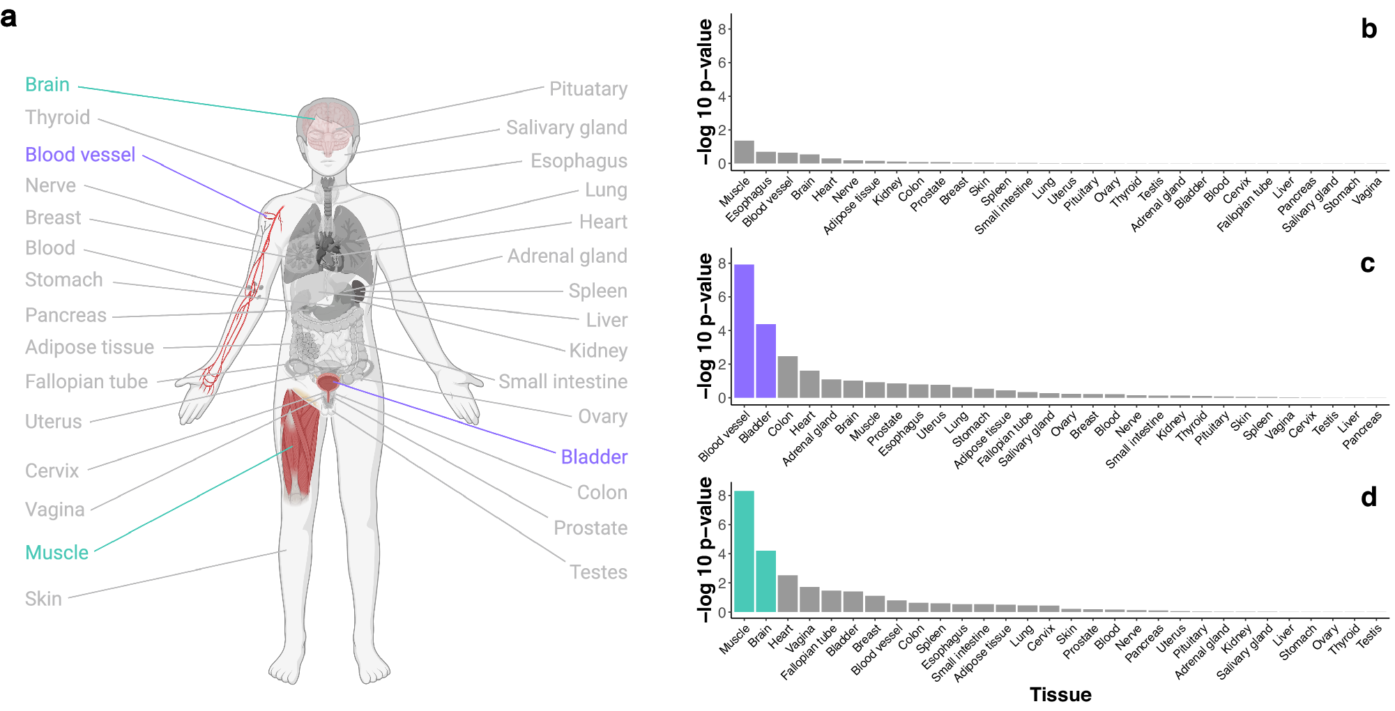 Fig. 4: Expression of the genes in the OT pathway across the body.