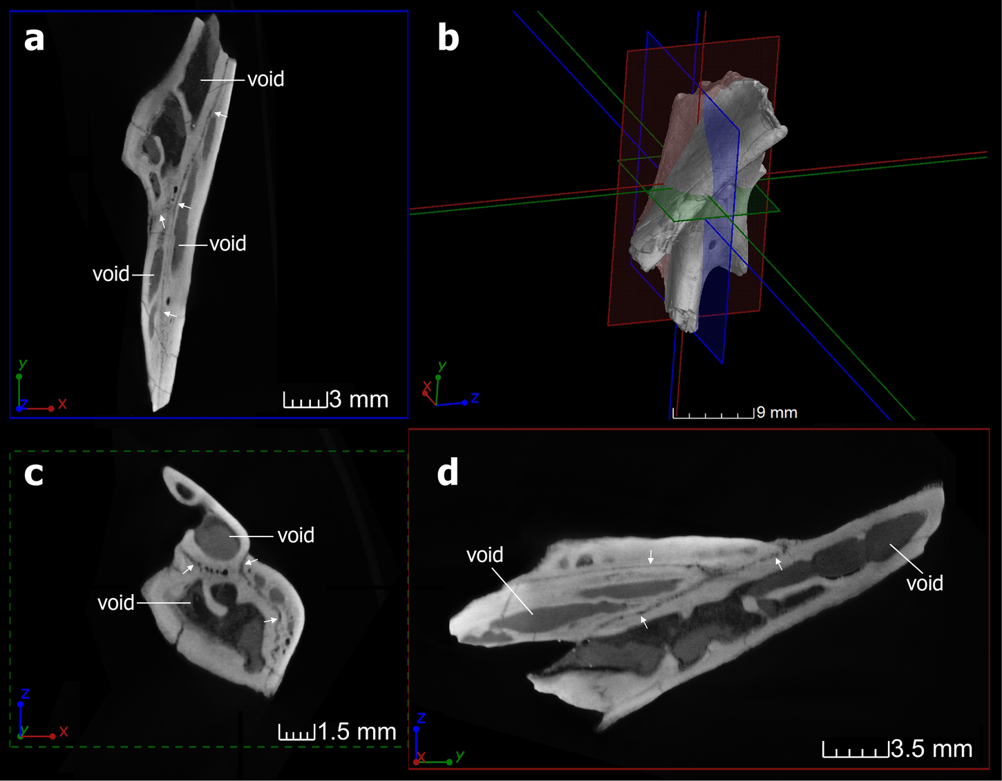 New insights into pterosaur cranial anatomy: X-ray imaging reveals palatal  structure and evolutionary trends | Communications Biology