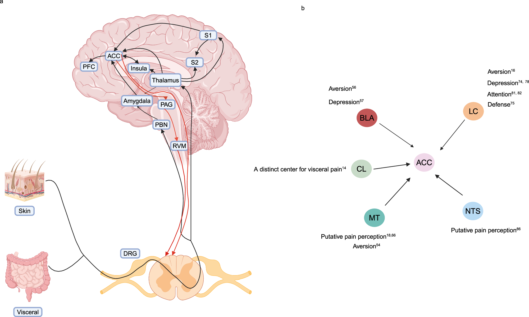 Anatomo-physiological basis and applied techniques of electrical  neuromodulation in chronic pain | Journal of Anesthesia, Analgesia and  Critical Care, image size:2000x1198