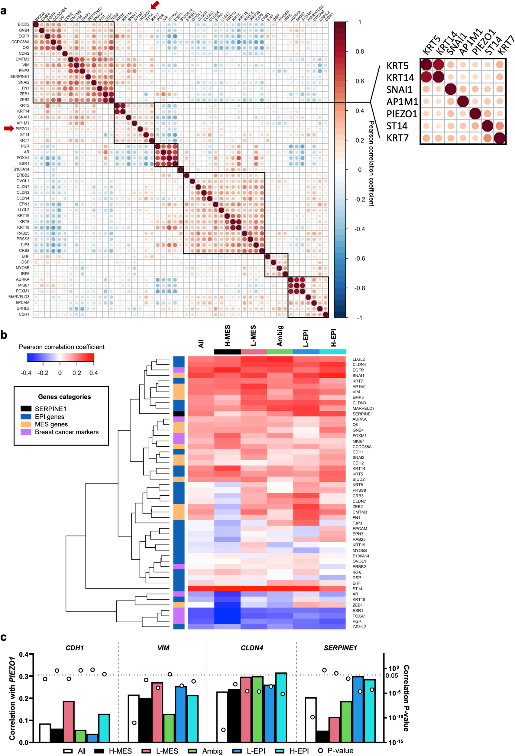 Fig. 3: PIEZO1 expression correlates with specific EPI-MES markers in breast tumours.