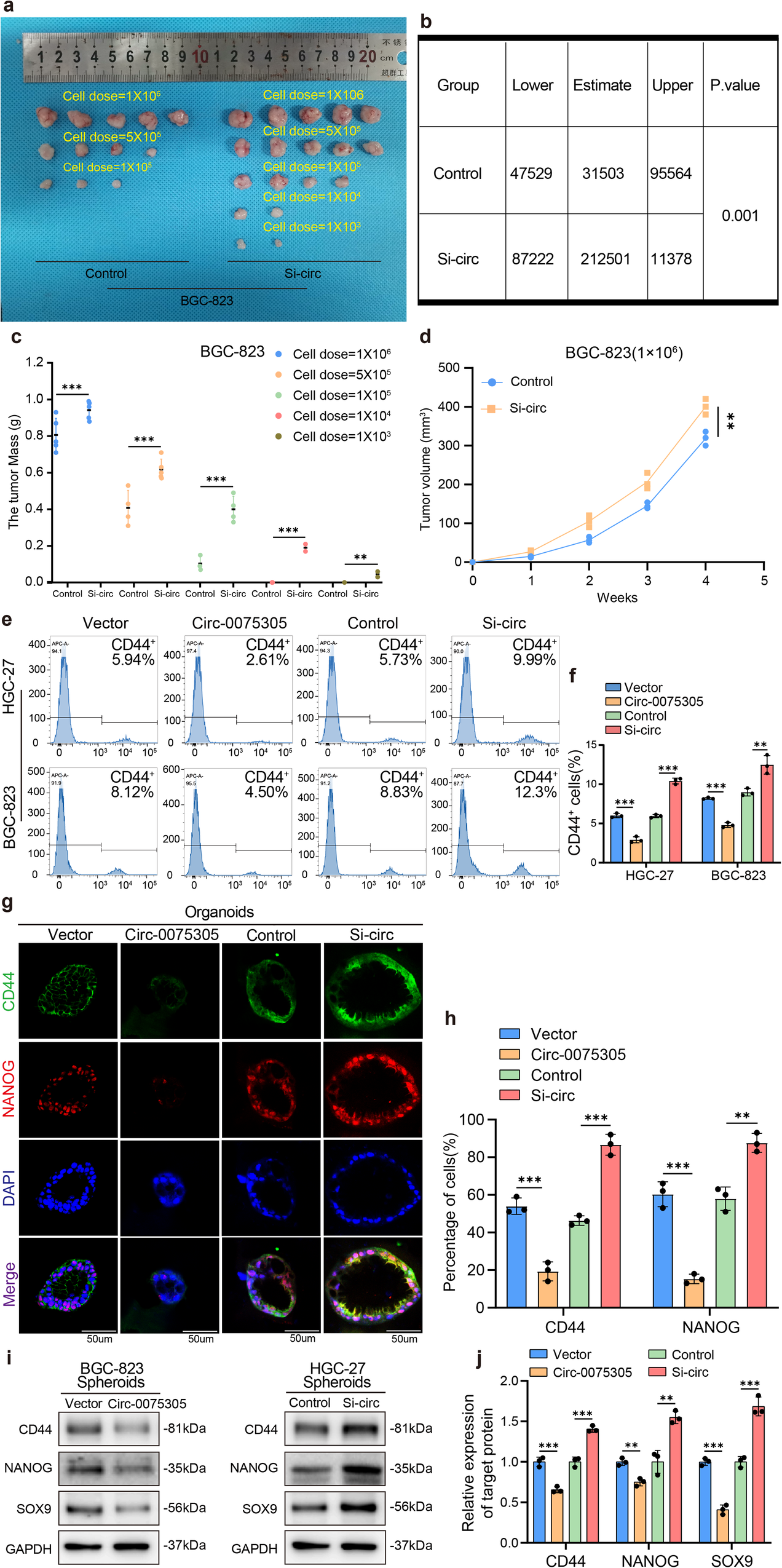 Fig. 3: Up-regulation of Circ-0075305 can reduce stem-like properties of GC in vitro and in vivo.