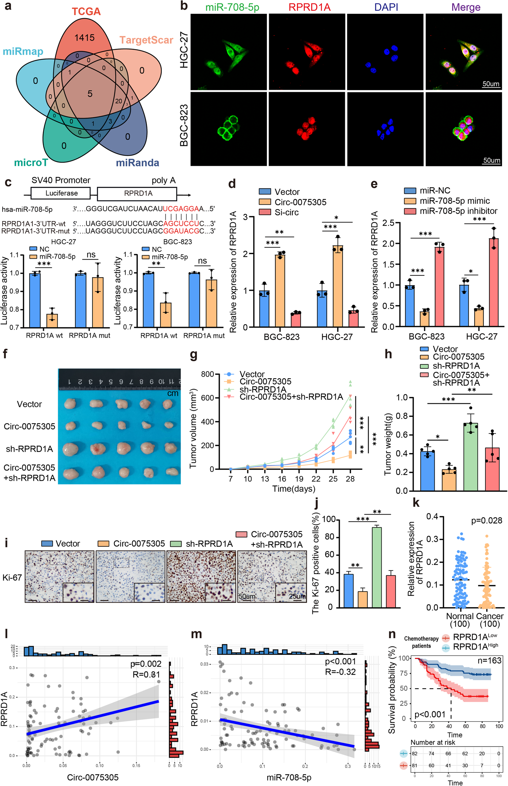 Fig. 5: Mechanism of interaction between miR-708-5p and RPRD1A mRNA.