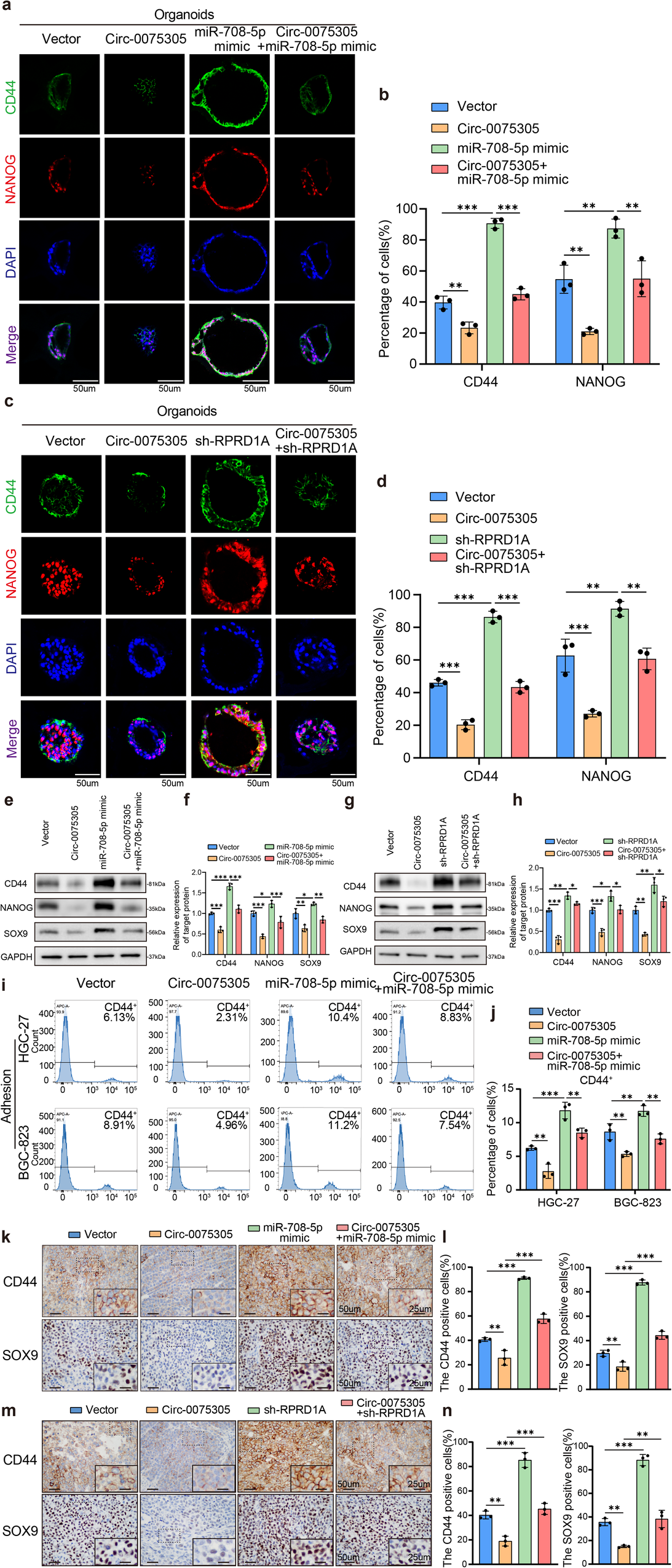 Fig. 6: Circ-0075305/miR-708-5p/RPRD1A co-regulated stem cell-like properties of GC.
