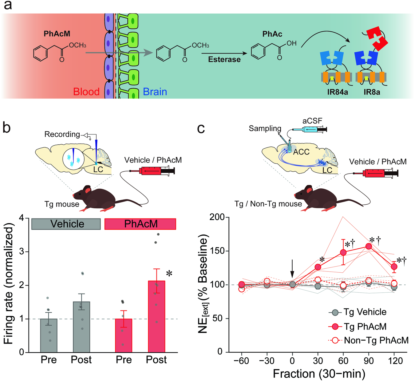 Fig. 1: Enhancement of the BBB permeability of PhAc by methyl esterification.